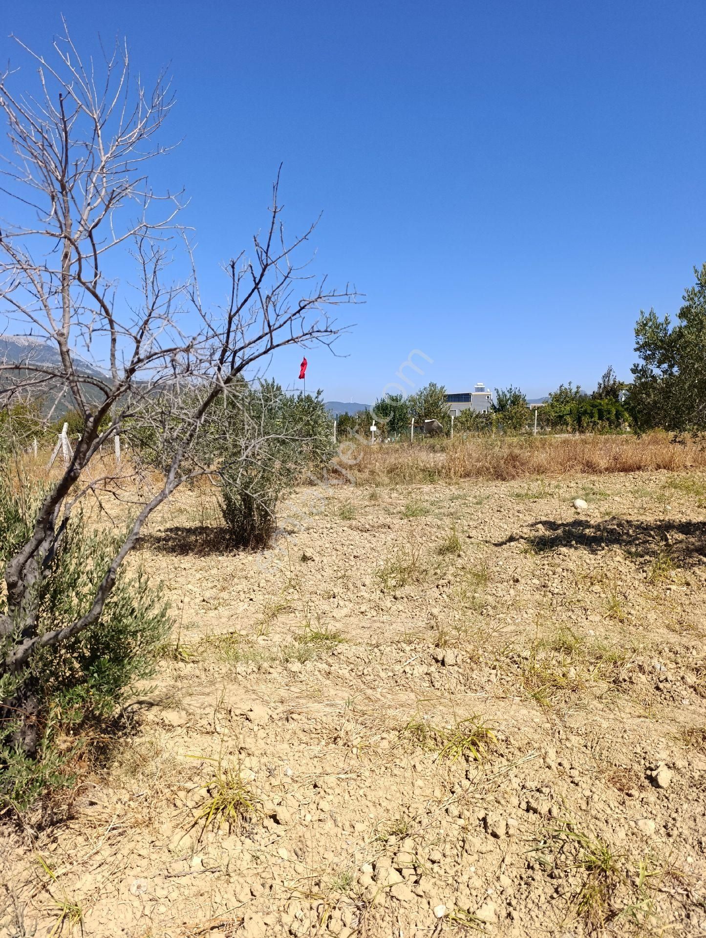 İzmir Torbalı Bozköyde Satılık Zeyt - Görsel 7