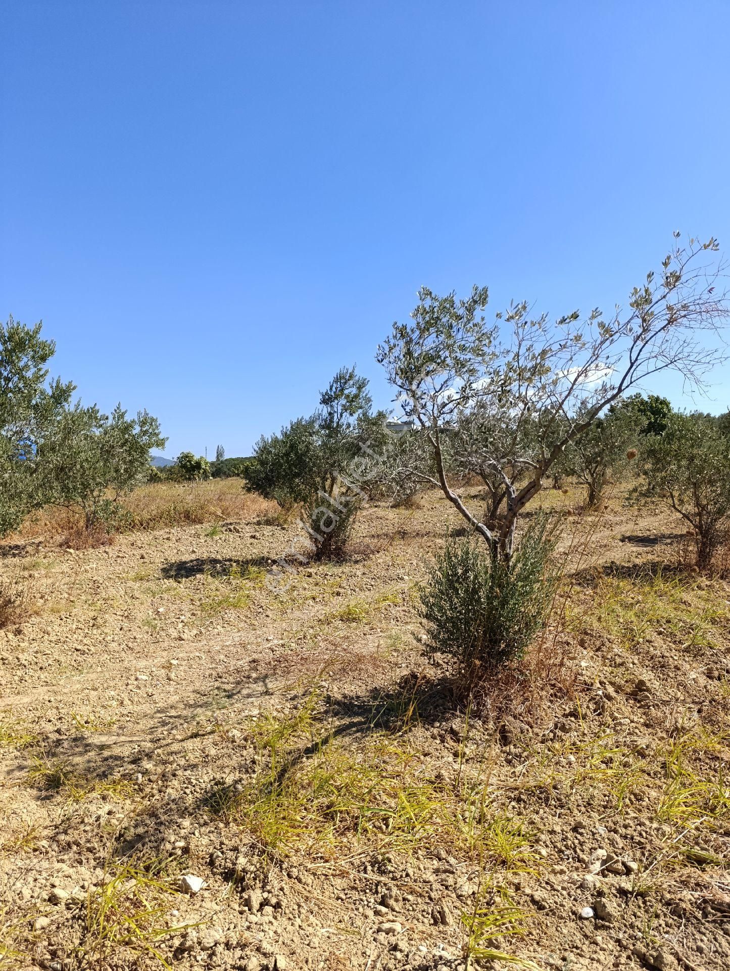 İzmir Torbalı Bozköyde Satılık Zeyt - Görsel 9