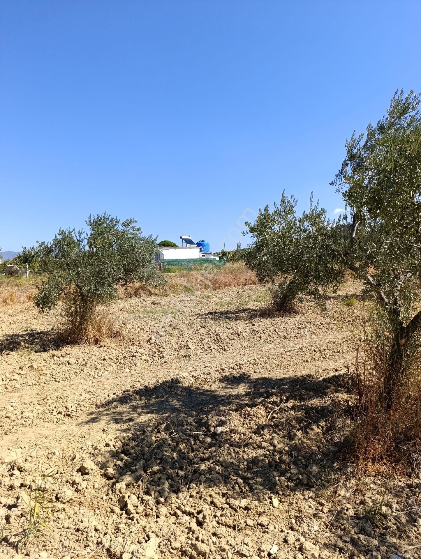 İzmir Torbalı Bozköyde Satılık Zeyt - Görsel 10