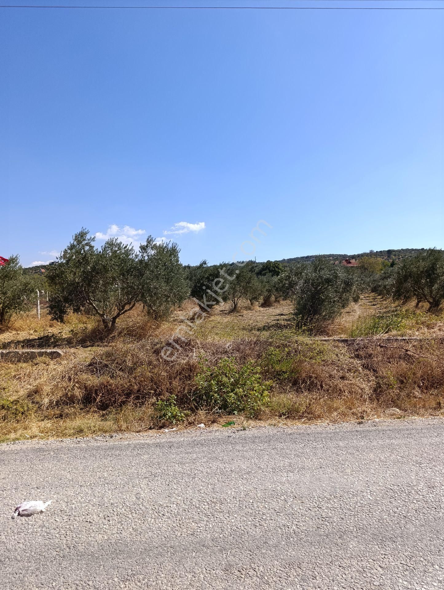 İzmir Torbalı Bozköyde Satılık Zeyt - Görsel 3