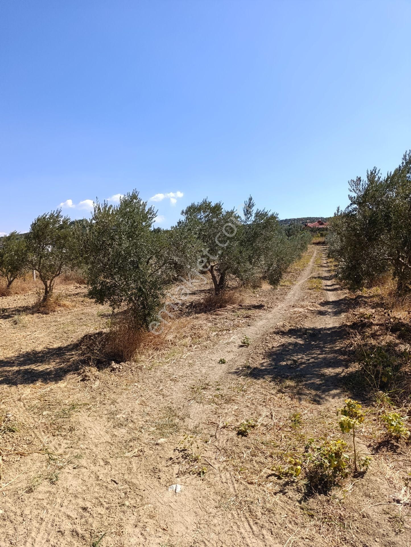 İzmir Torbalı Bozköyde Satılık Zeyt - Görsel 15