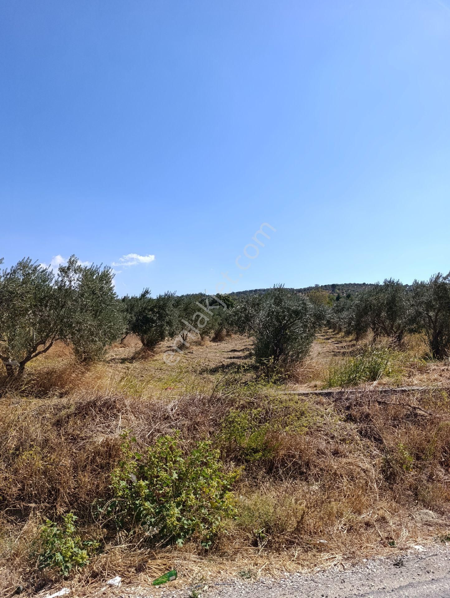 İzmir Torbalı Bozköyde Satılık Zeyt