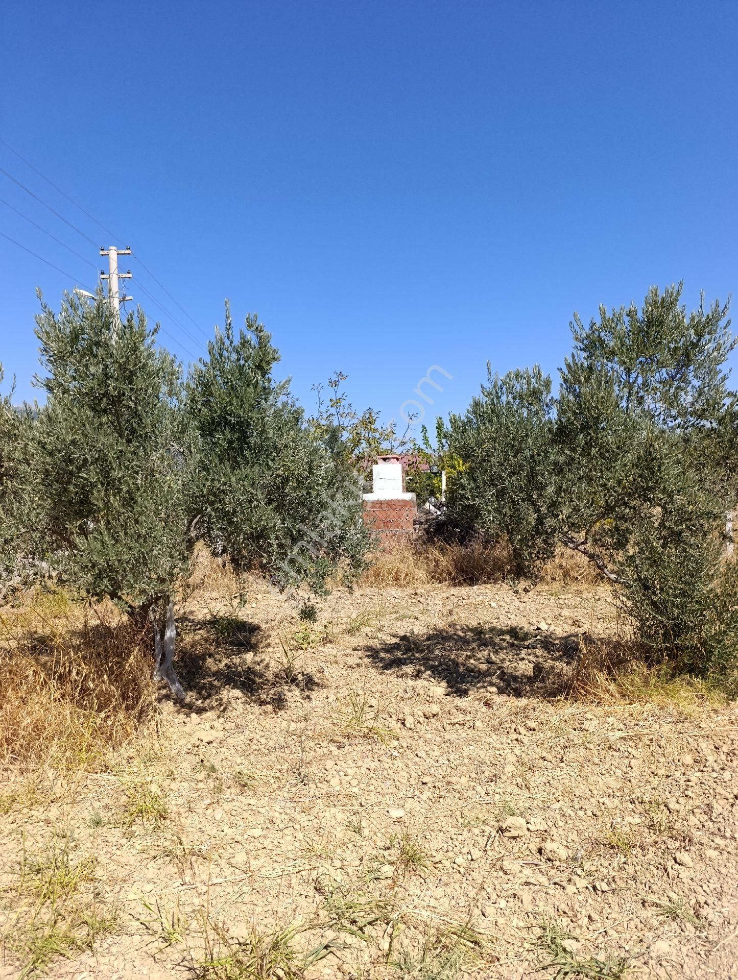 İzmir Torbalı Bozköyde Satılık Zeyt - Görsel 17