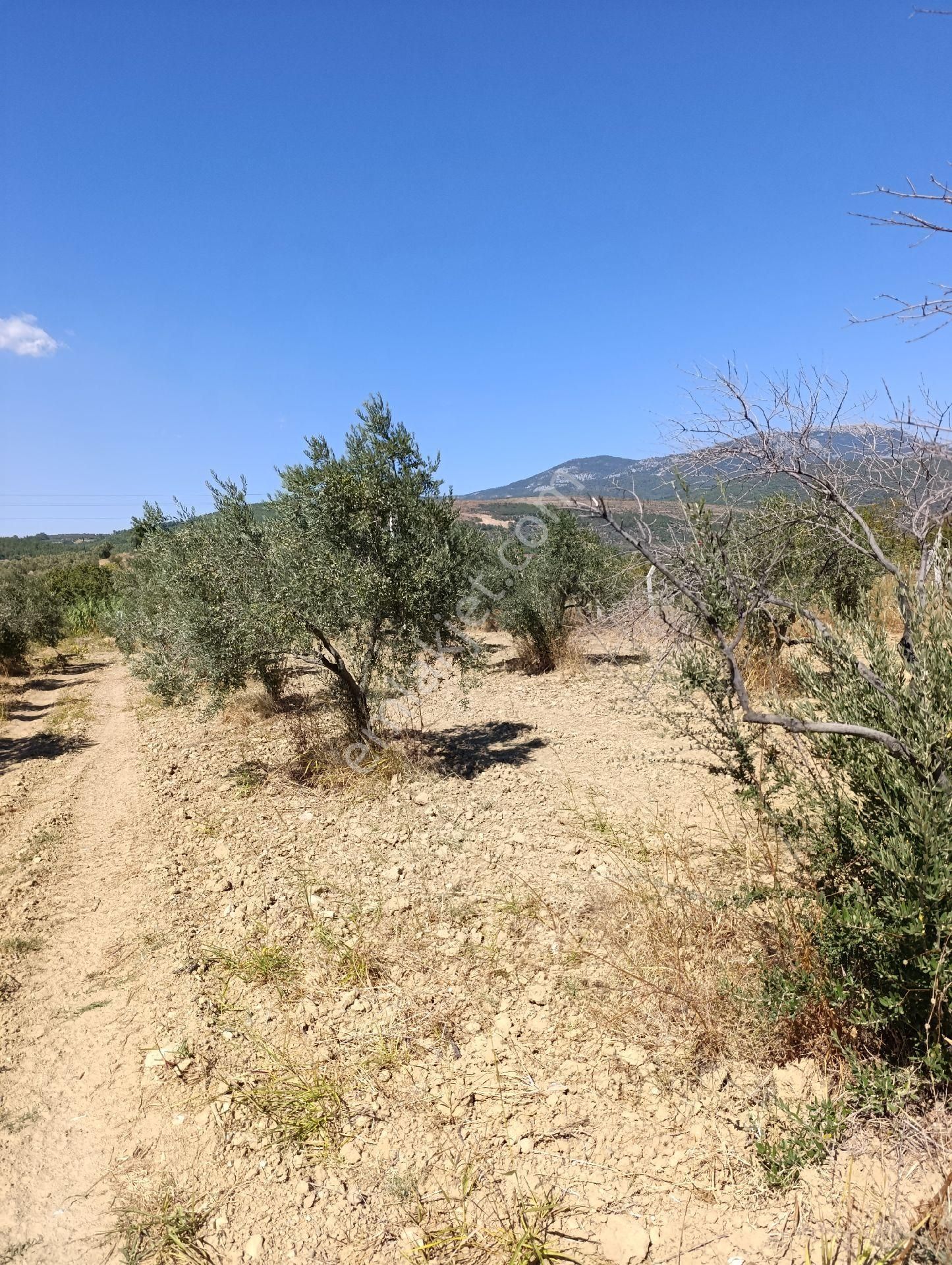 İzmir Torbalı Bozköyde Satılık Zeyt - Görsel 5
