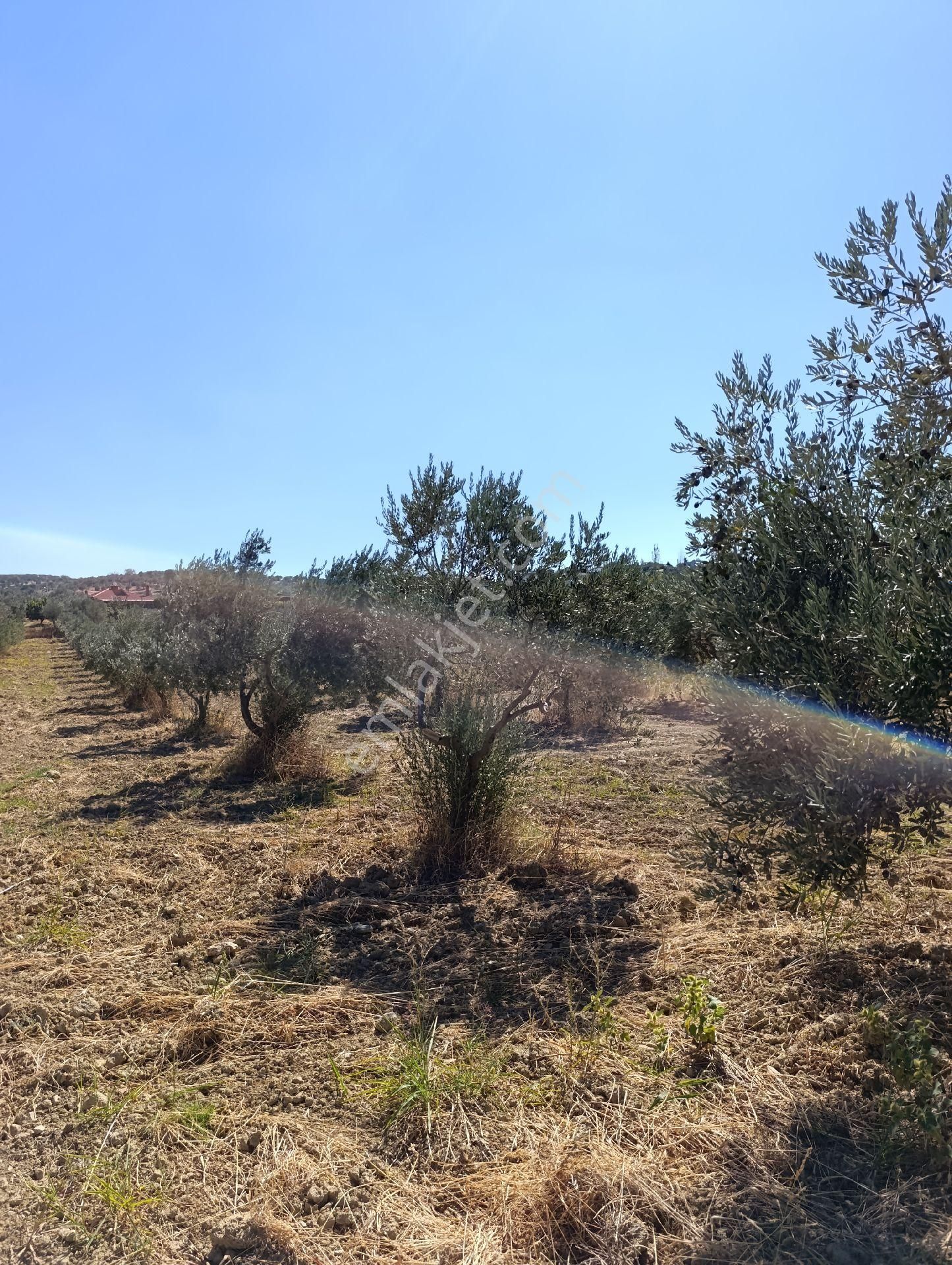 İzmir Torbalı Bozköyde Satılık Zeyt - Görsel 11