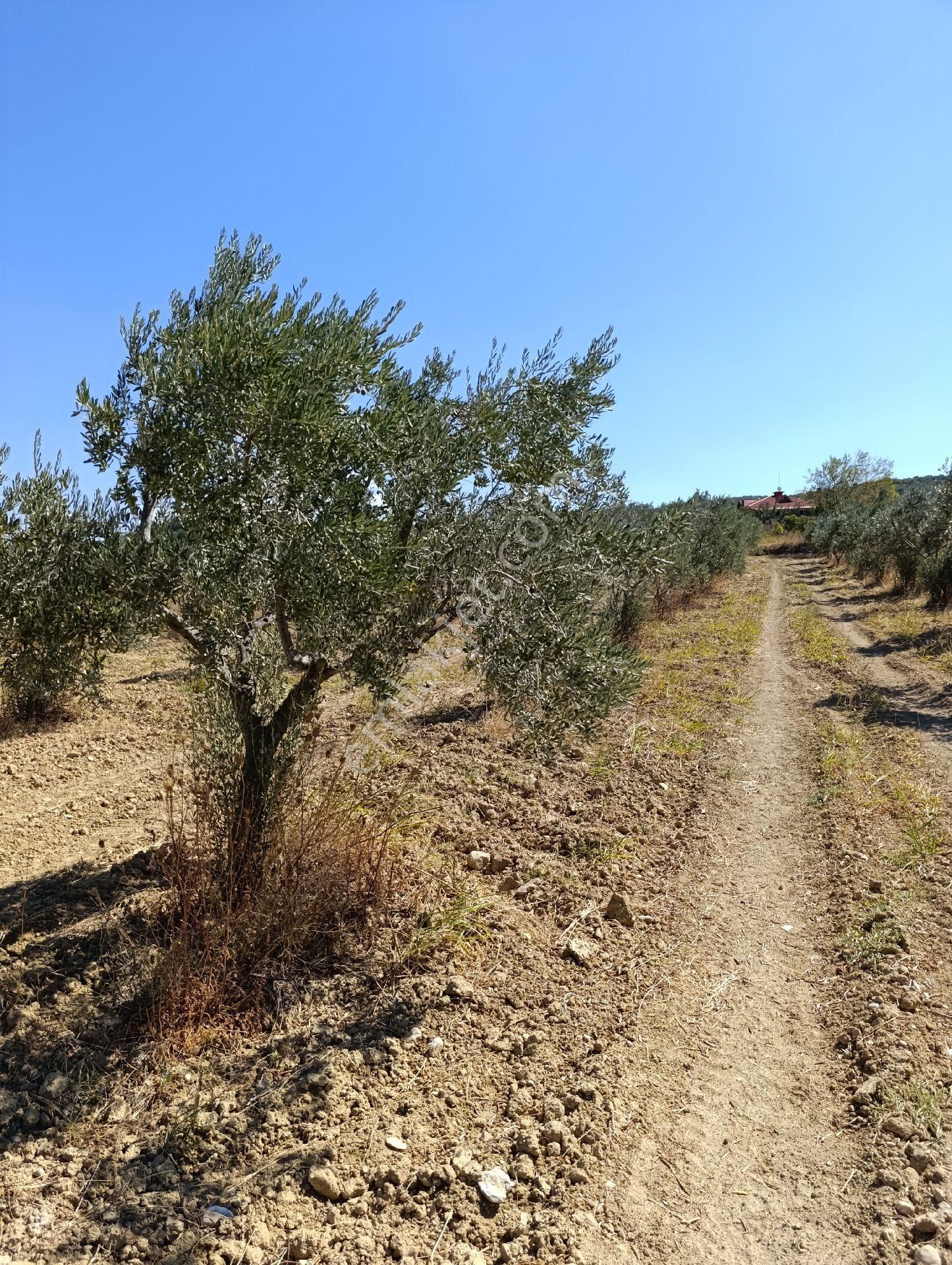 İzmir Torbalı Bozköyde Satılık Zeyt - Görsel 8