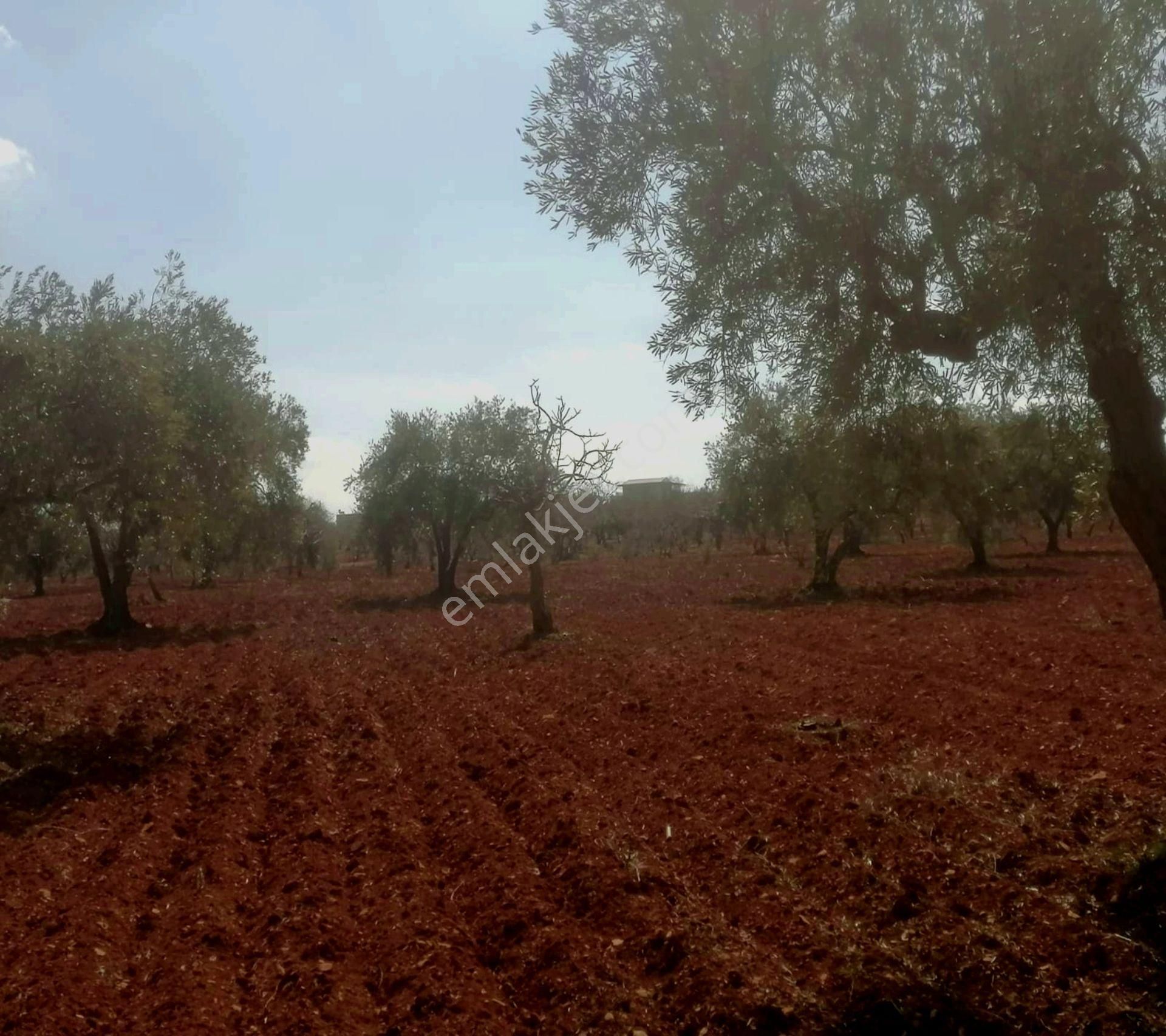 Subaşında 6300 M2 Harika Manzaralı Fırsat Yer - Görsel 14