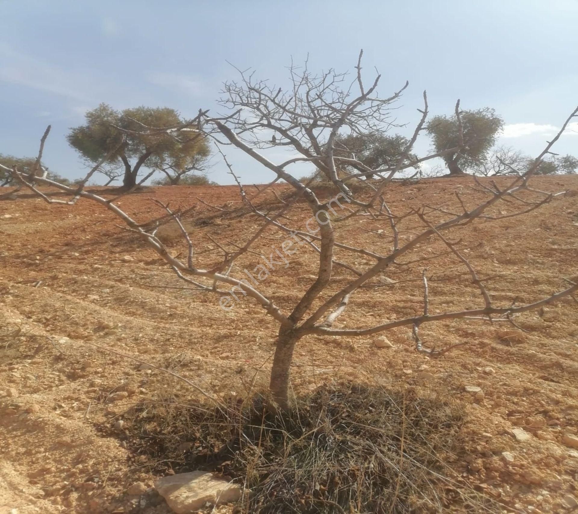Subaşında 6300 M2 Harika Manzaralı Fırsat Yer - Görsel 29