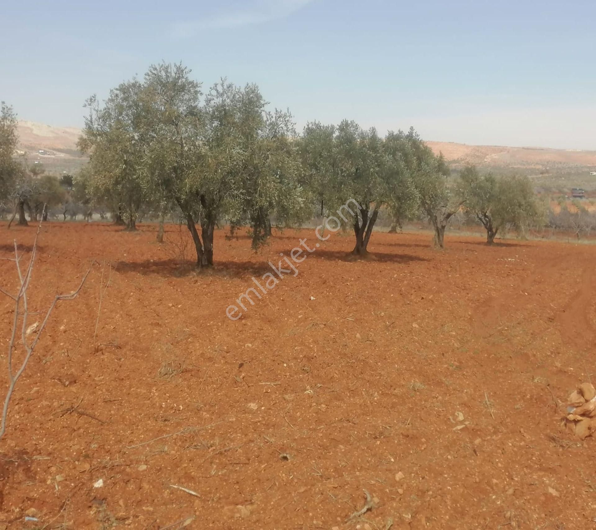 Subaşında 6300 M2 Harika Manzaralı Fırsat Yer - Görsel 15