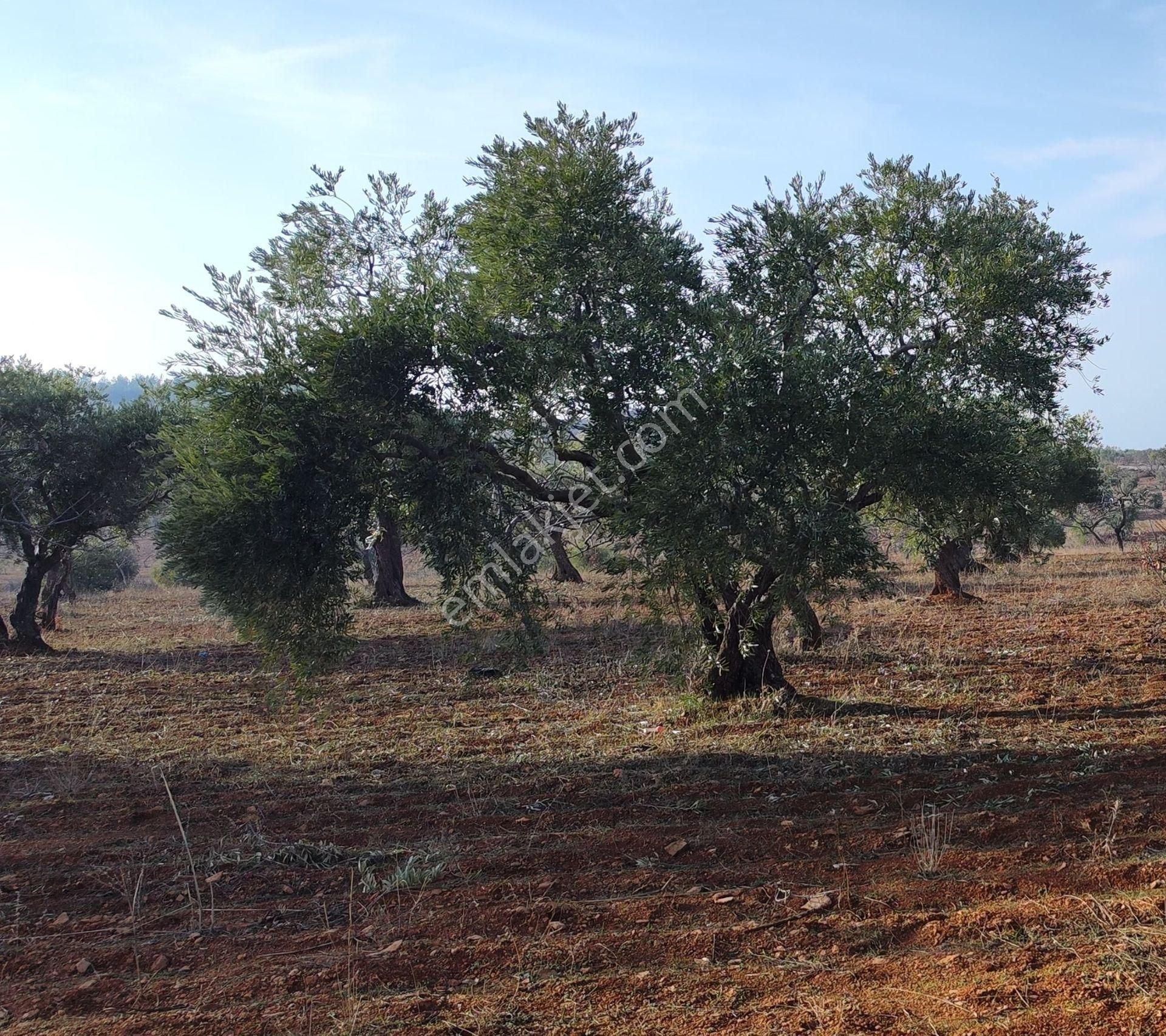 Subaşında 6300 M2 Harika Manzaralı Fırsat Yer - Görsel 12
