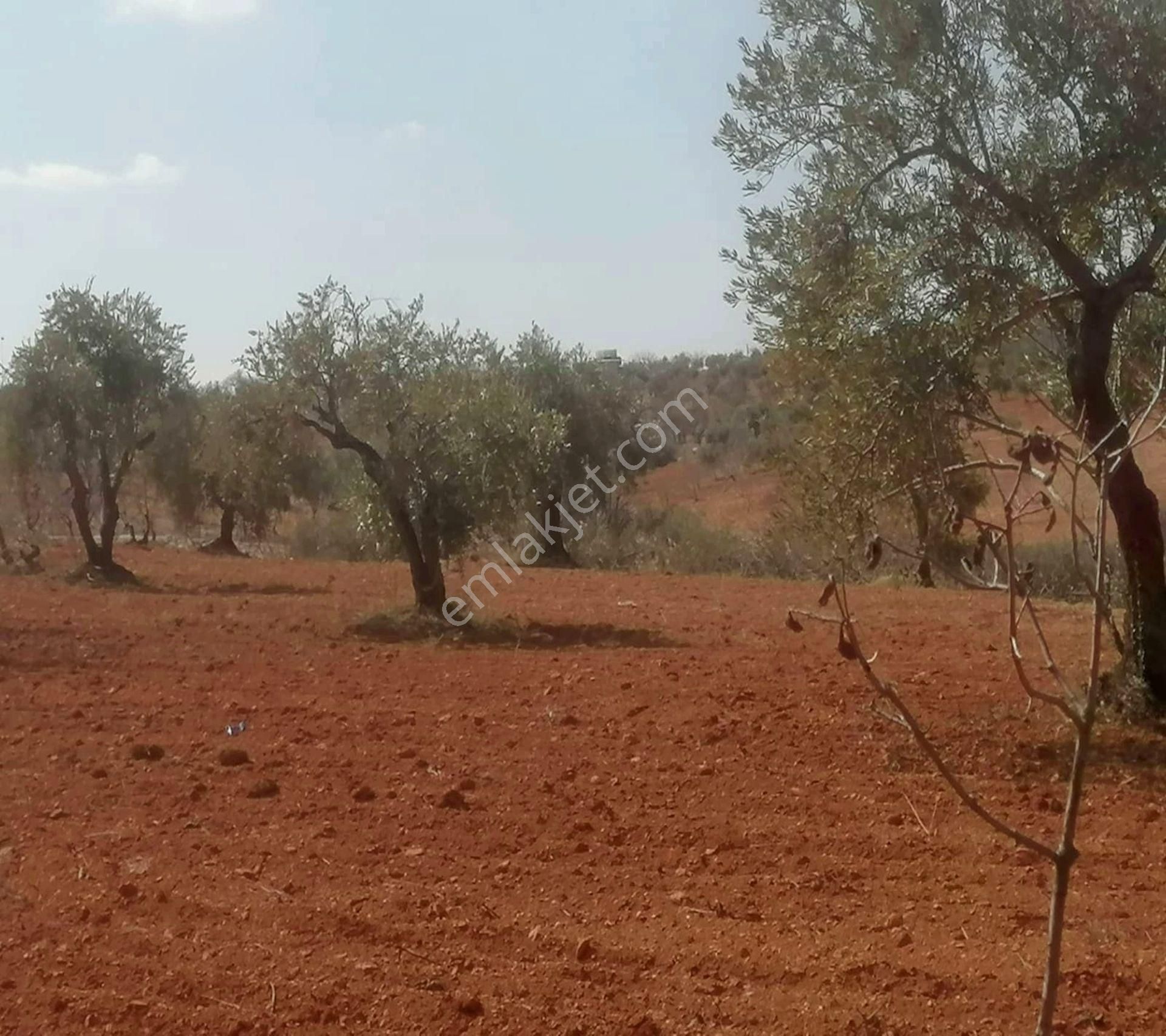 Subaşında 6300 M2 Harika Manzaralı Fırsat Yer - Görsel 25