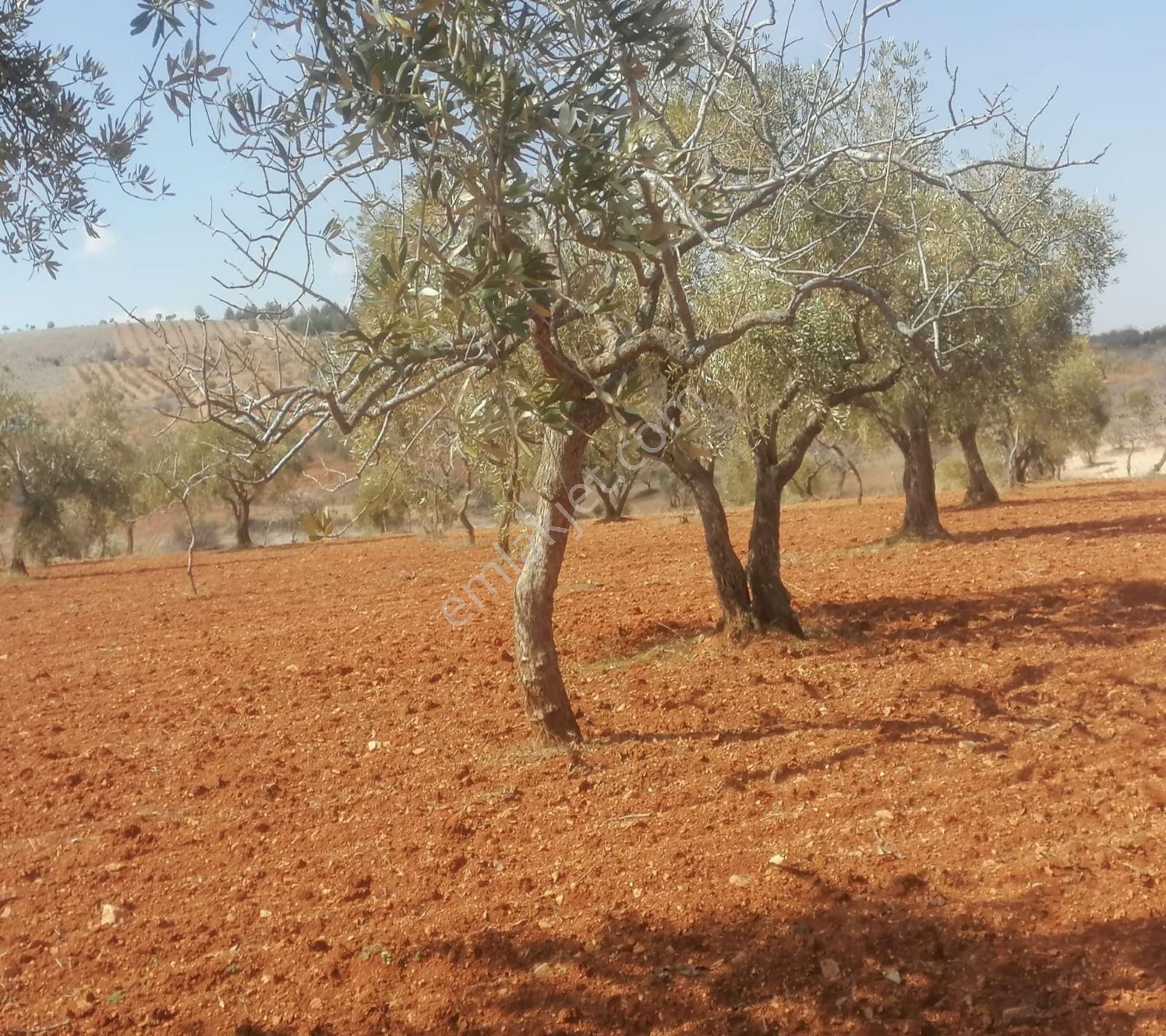 Subaşında 6300 M2 Harika Manzaralı Fırsat Yer - Görsel 19