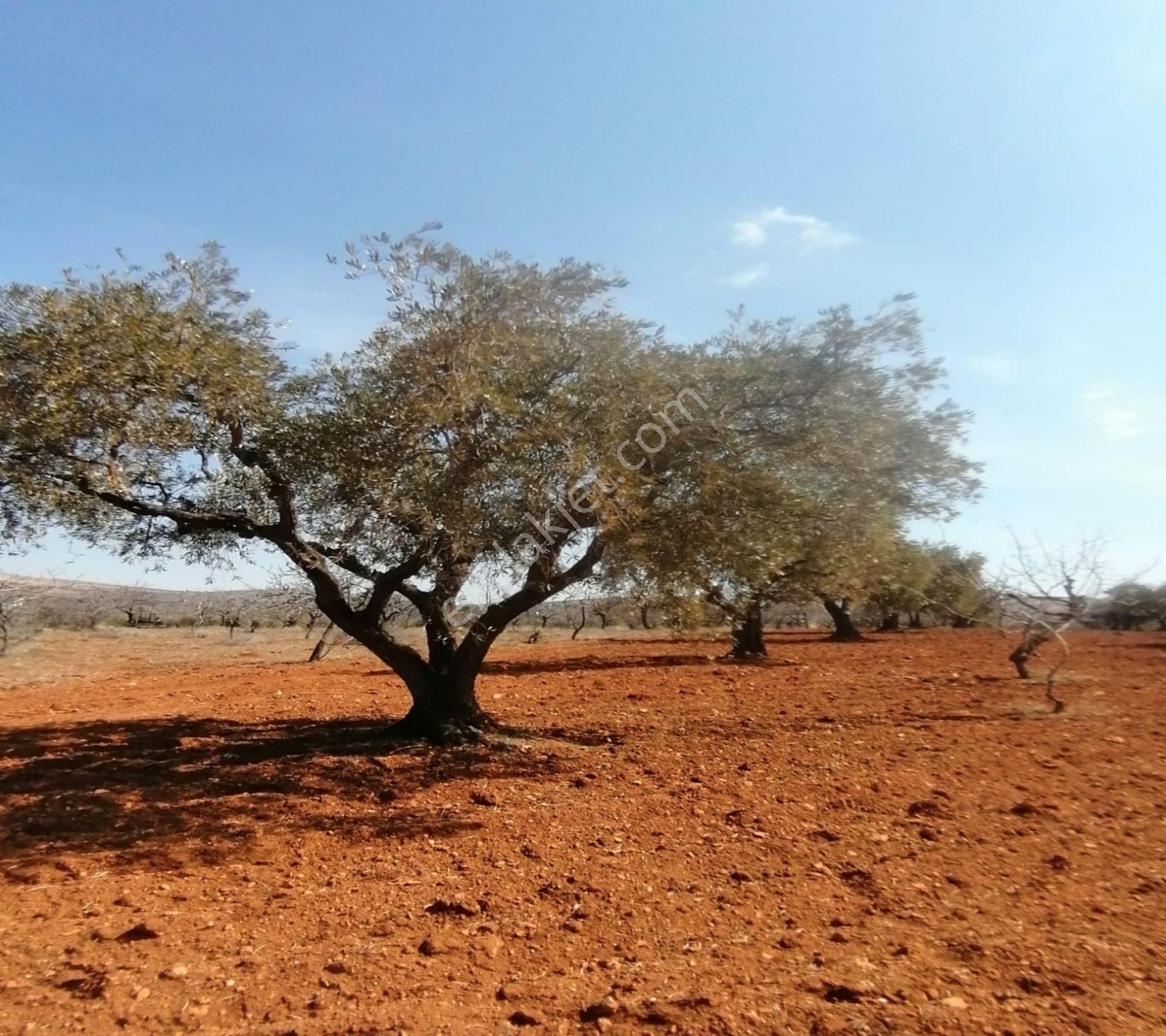 Subaşında 6300 M2 Harika Manzaralı Fırsat Yer - Görsel 5