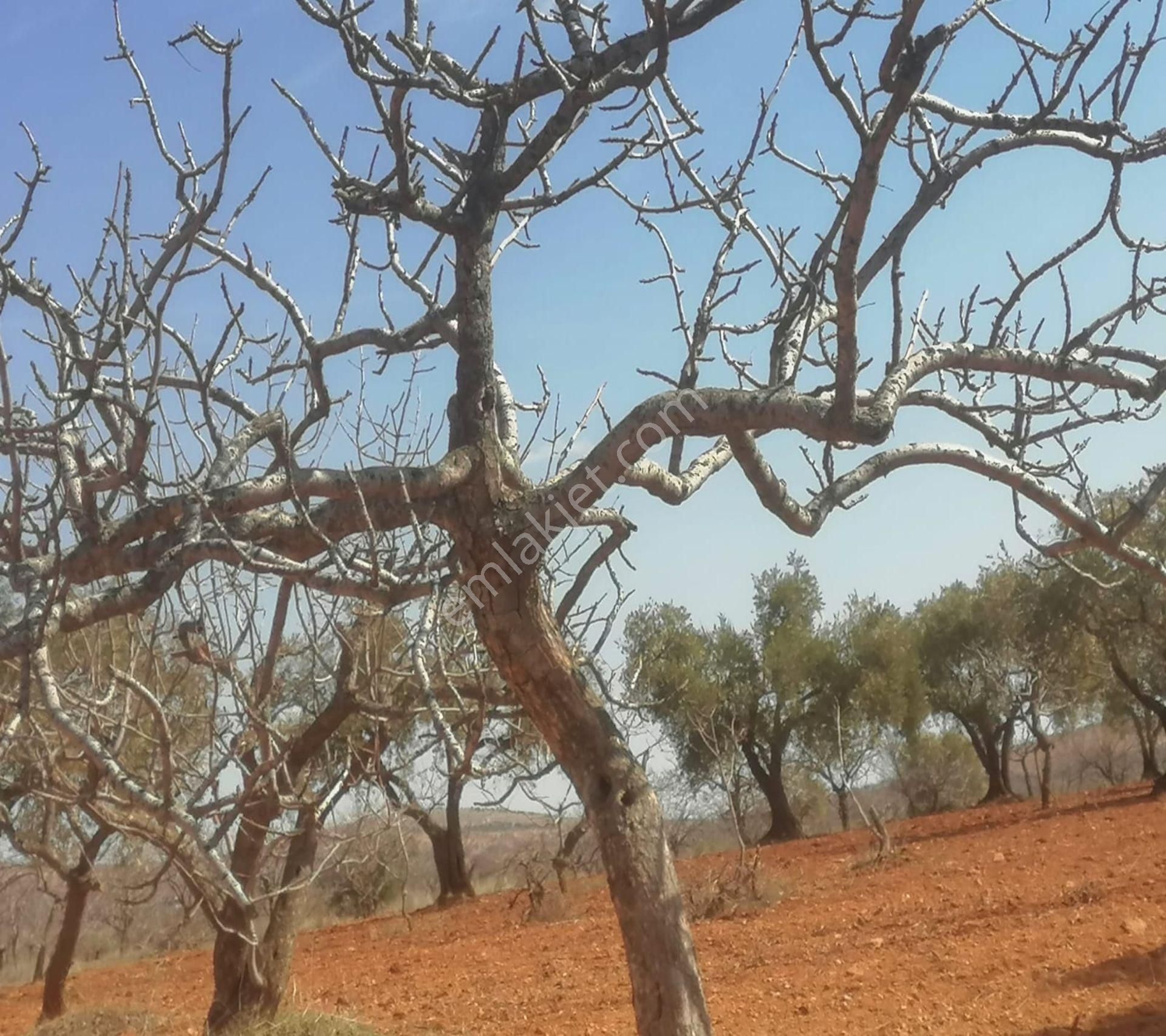 Subaşında 6300 M2 Harika Manzaralı Fırsat Yer - Görsel 27