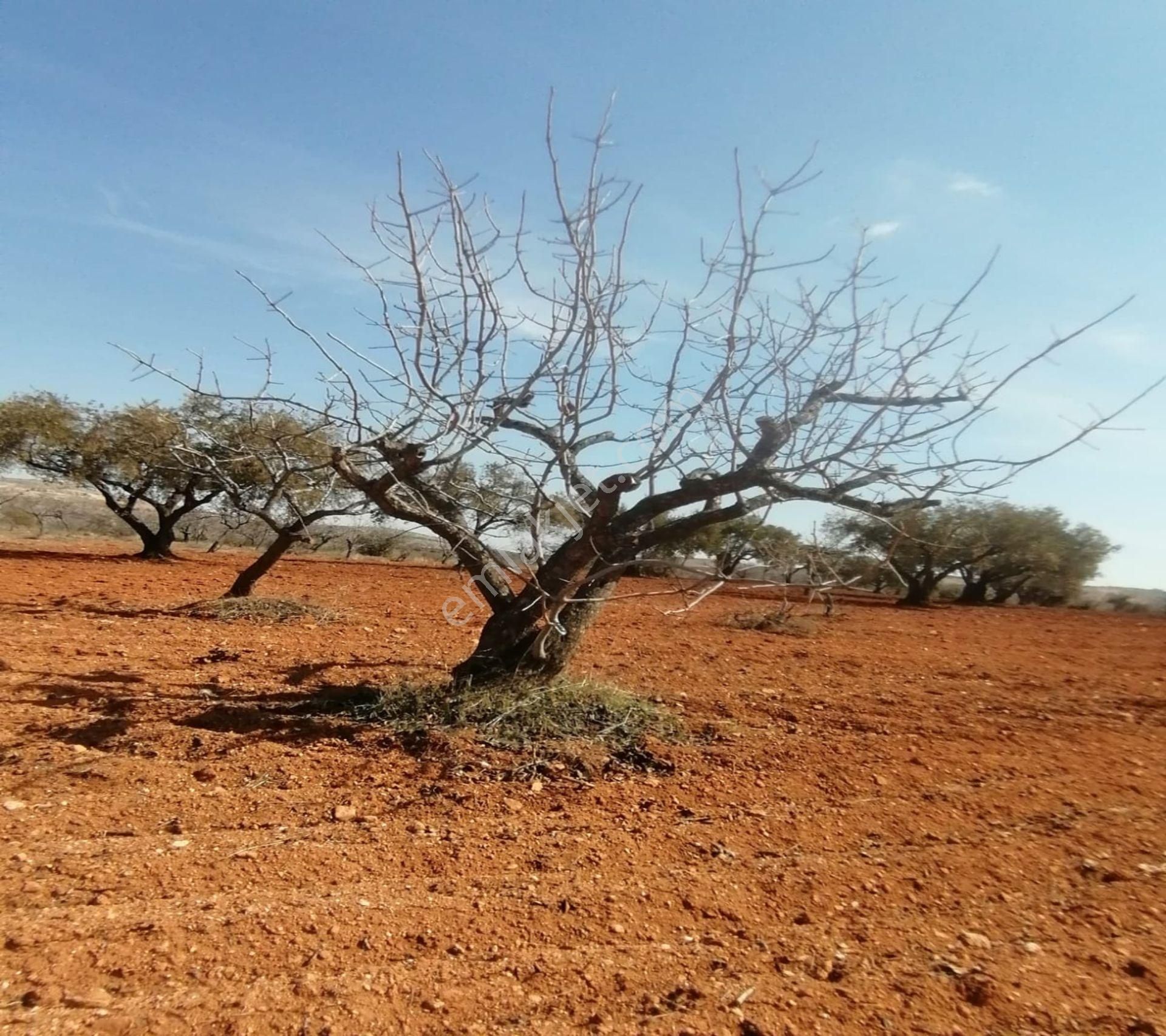 Subaşında 6300 M2 Harika Manzaralı Fırsat Yer - Görsel 24