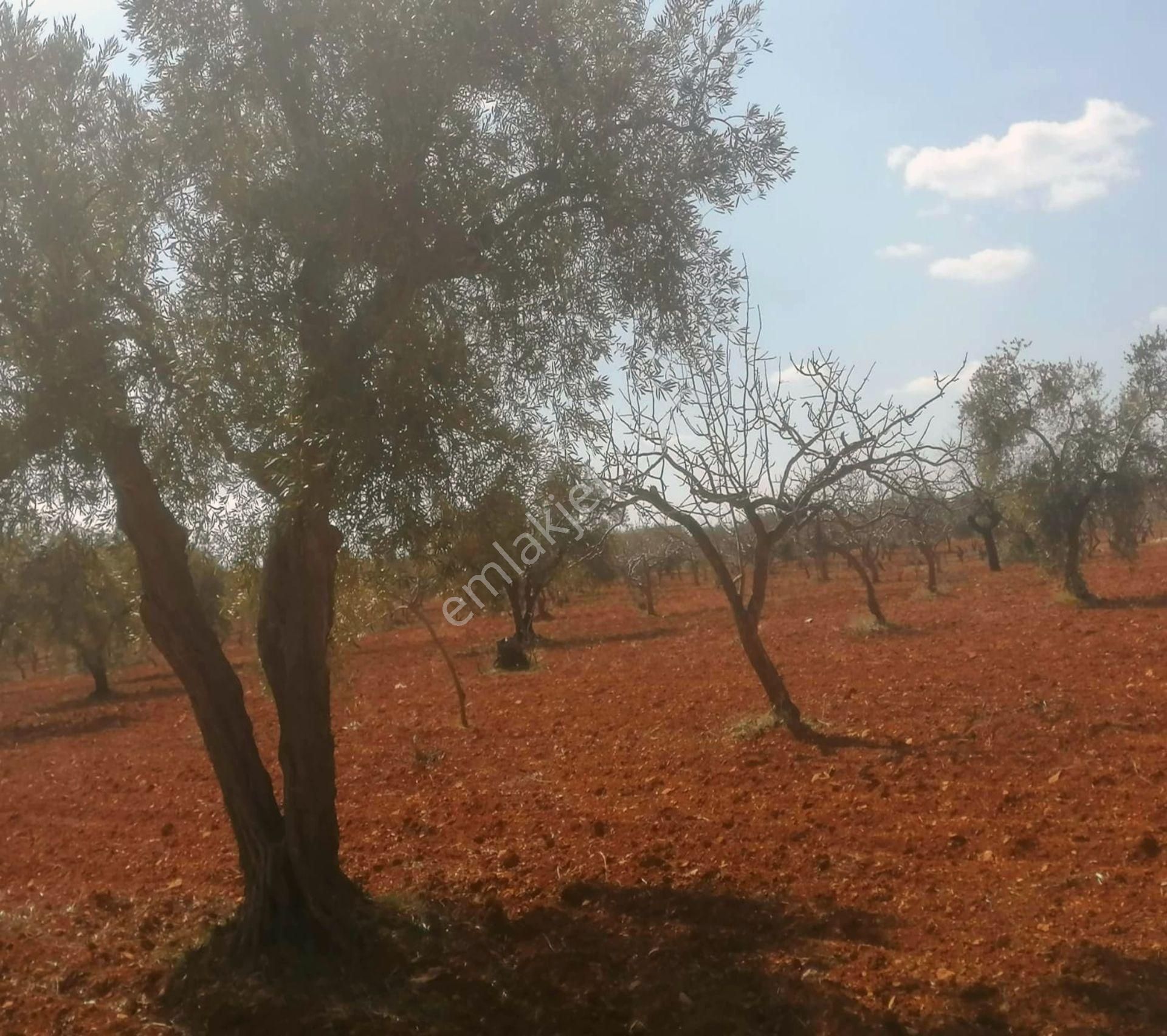 Subaşında 6300 M2 Harika Manzaralı Fırsat Yer - Görsel 22