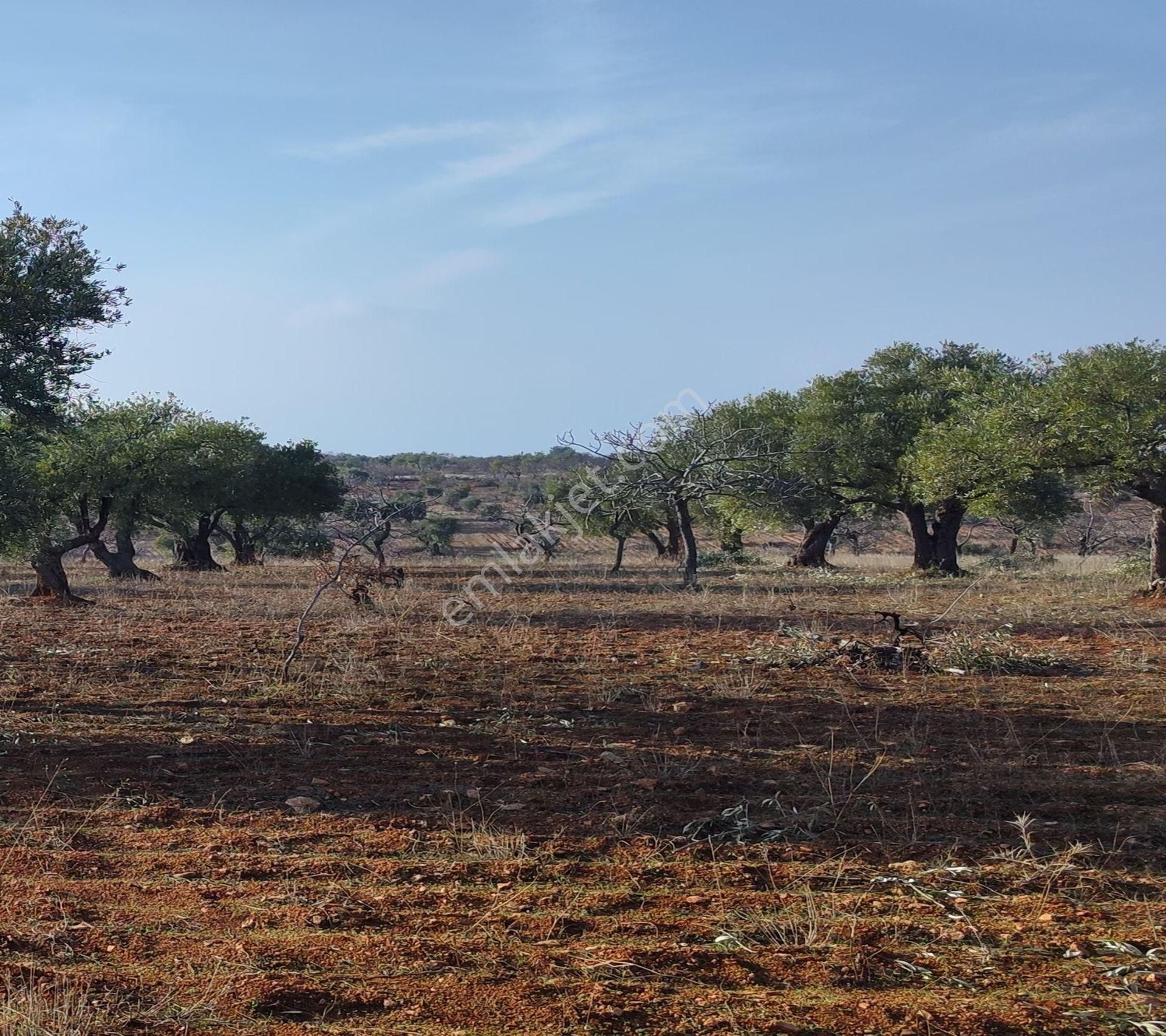 Subaşında 6300 M2 Harika Manzaralı Fırsat Yer - Görsel 9