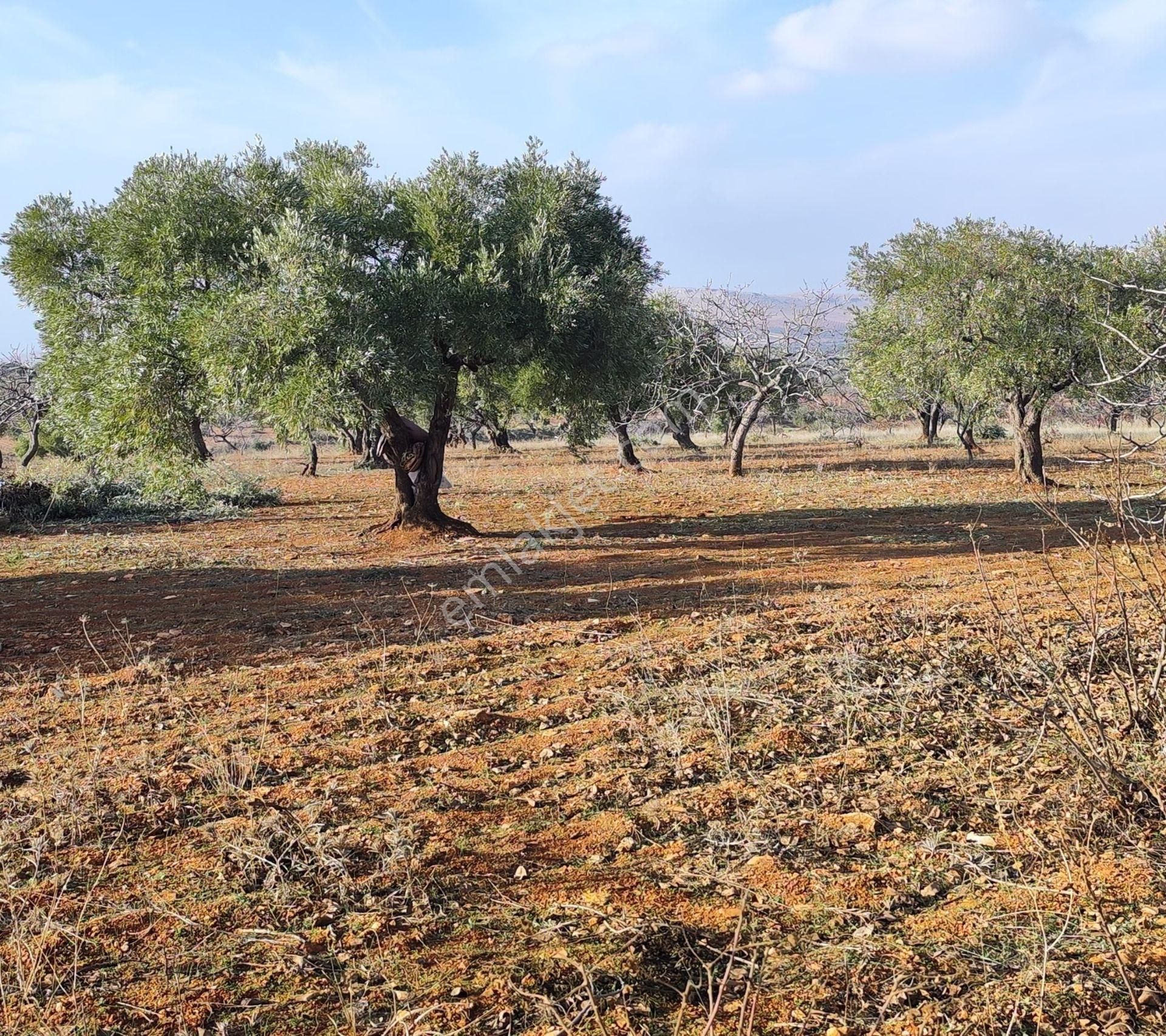 Subaşında 6300 M2 Harika Manzaralı Fırsat Yer - Görsel 7