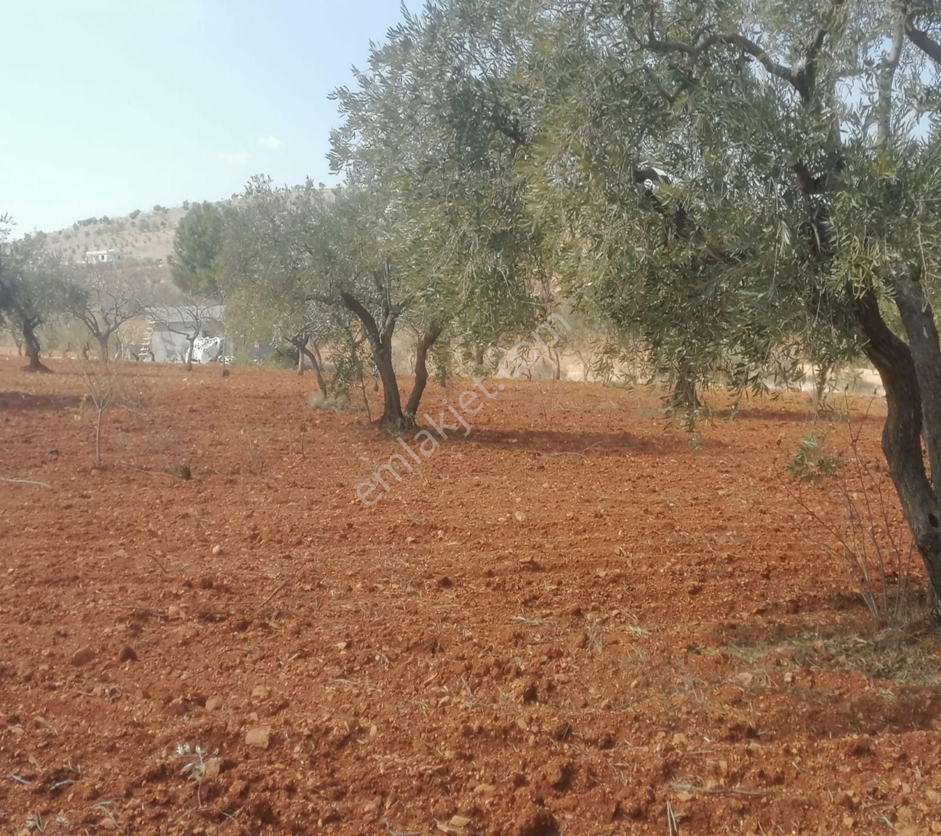 Subaşında 6300 M2 Harika Manzaralı Fırsat Yer - Görsel 17