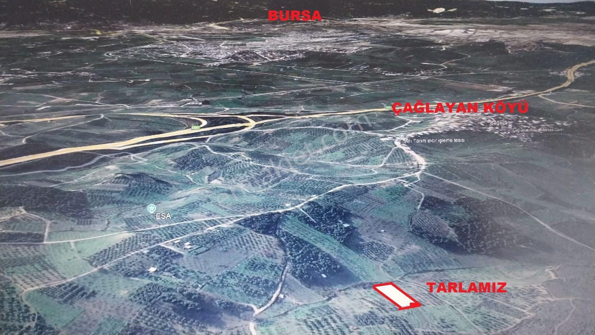 Bursa Osmangazi Çaglayan Köyde Fırsat Yatırımlık Zeytin Ve İncirlik