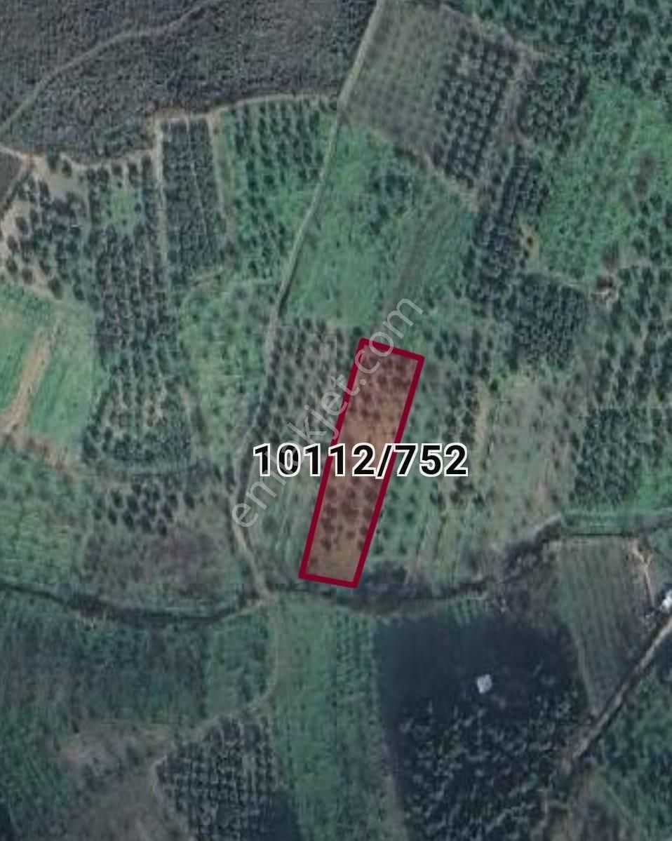 Bursa Osmangazi Çaglayan Köyde Fırsat Yatırımlık Zeytin Ve İncirlik - Görsel 11