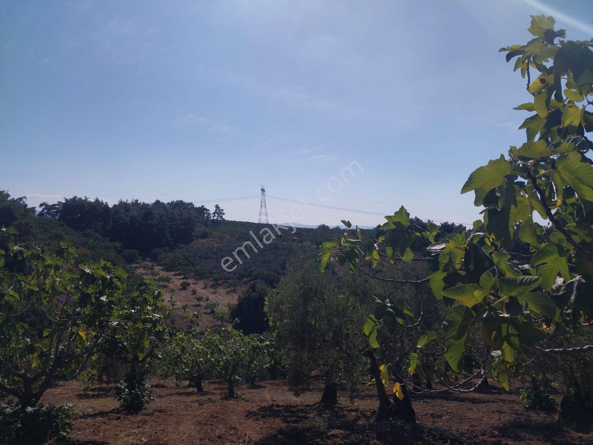 Bursa Osmangazi Çaglayan Köyde Fırsat Yatırımlık Zeytin Ve İncirlik - Görsel 5