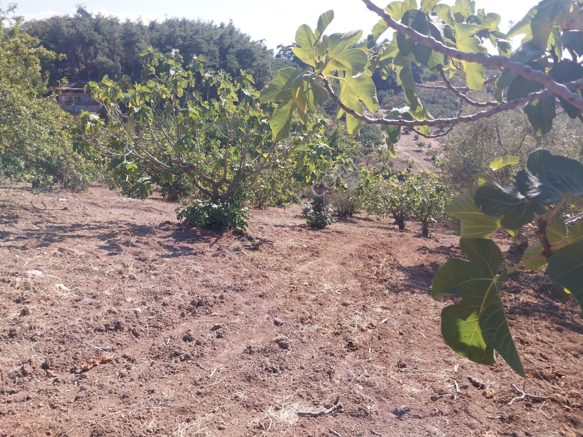 Bursa Osmangazi Çaglayan Köyde Fırsat Yatırımlık Zeytin Ve İncirlik - Görsel 3