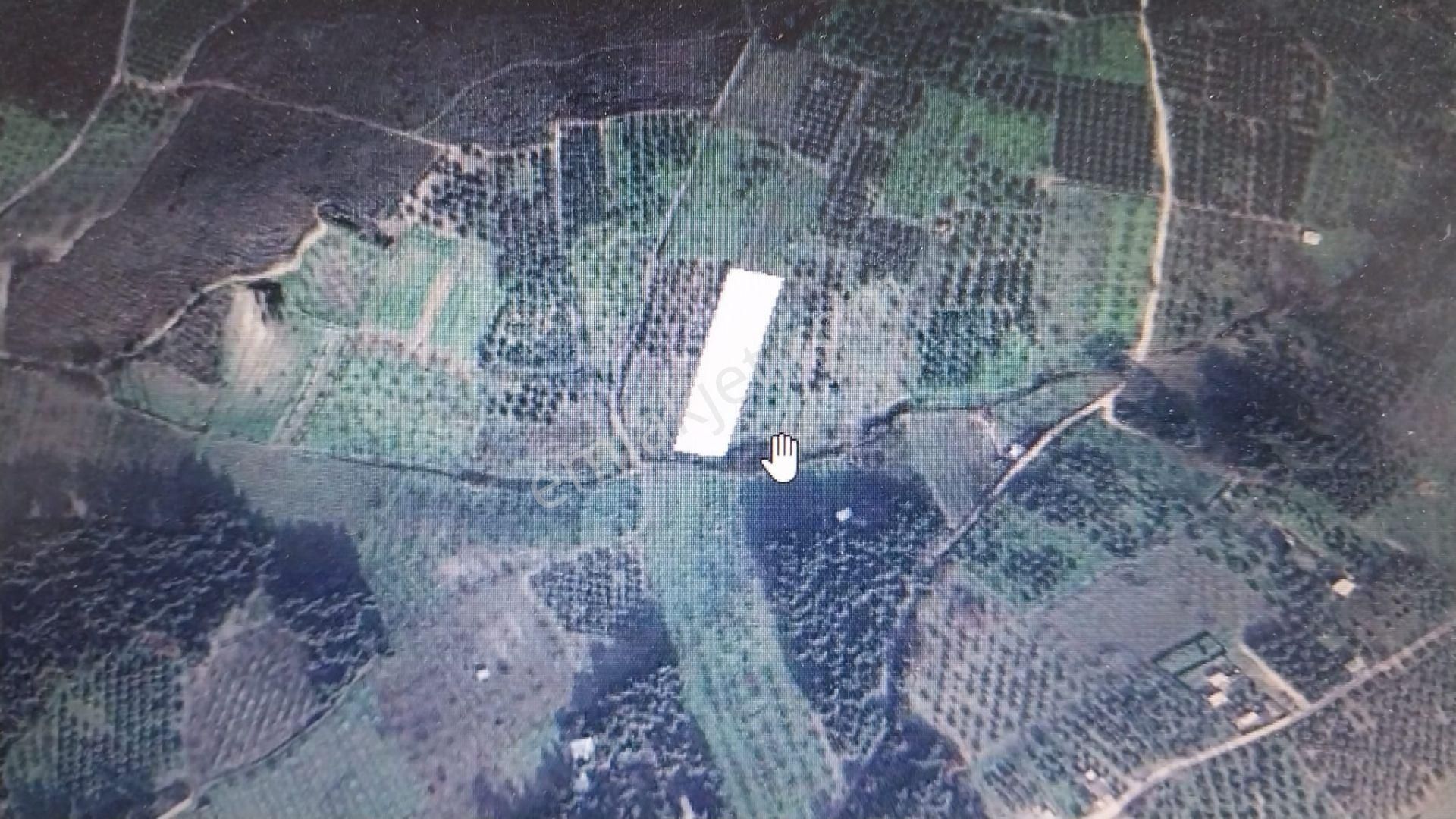 Bursa Osmangazi Çaglayan Köyde Fırsat Yatırımlık Zeytin Ve İncirlik - Görsel 9