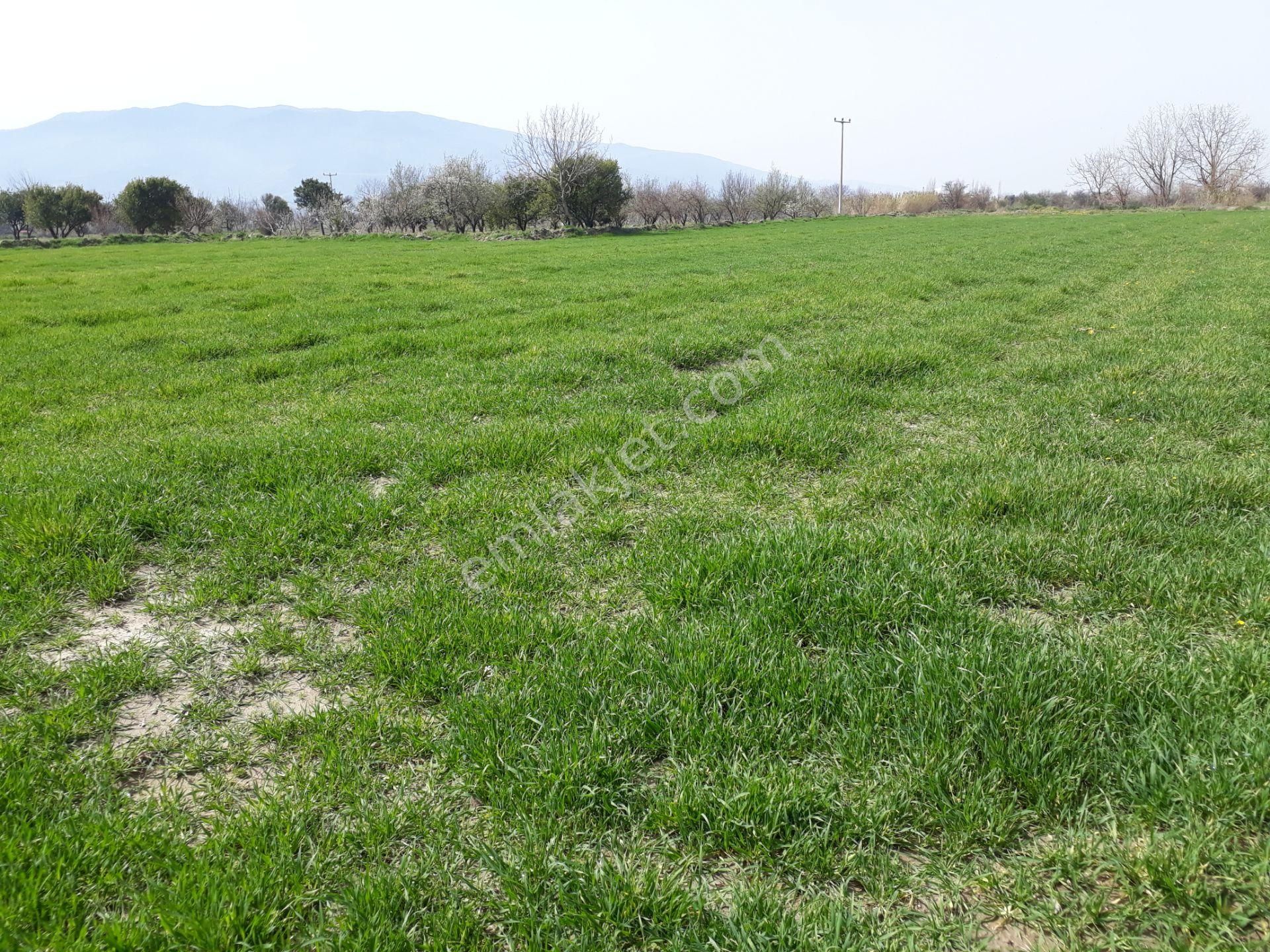 Kuyucak Horsunlu Mahallesin De Asfalt Cepheli Satılık Bahçe - Görsel 25