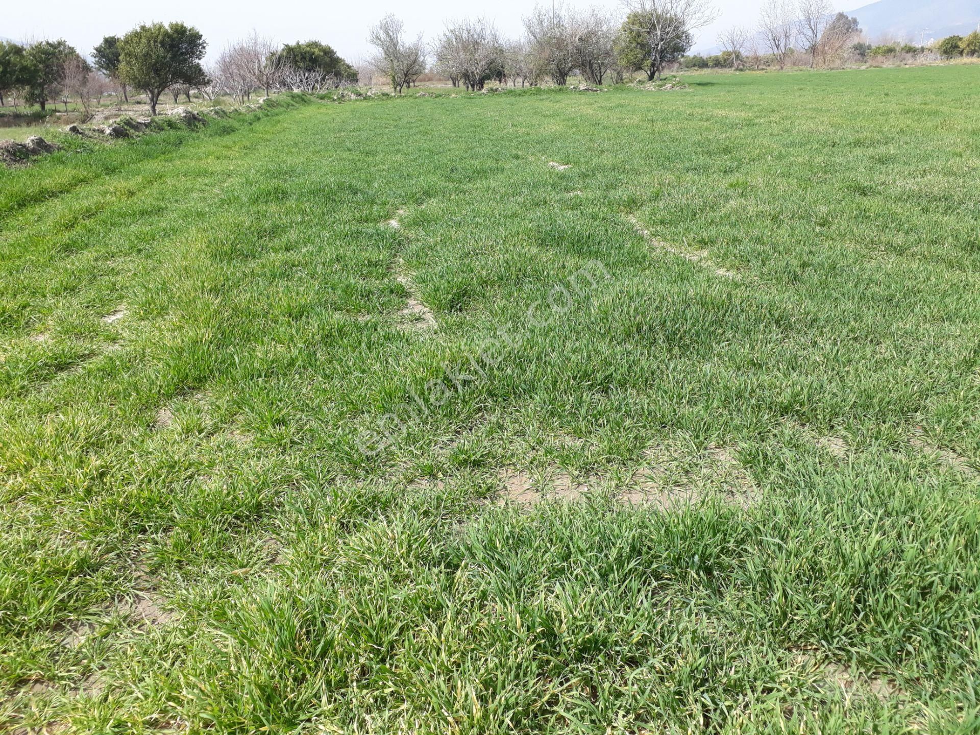 Kuyucak Horsunlu Mahallesin De Asfalt Cepheli Satılık Bahçe - Görsel 21