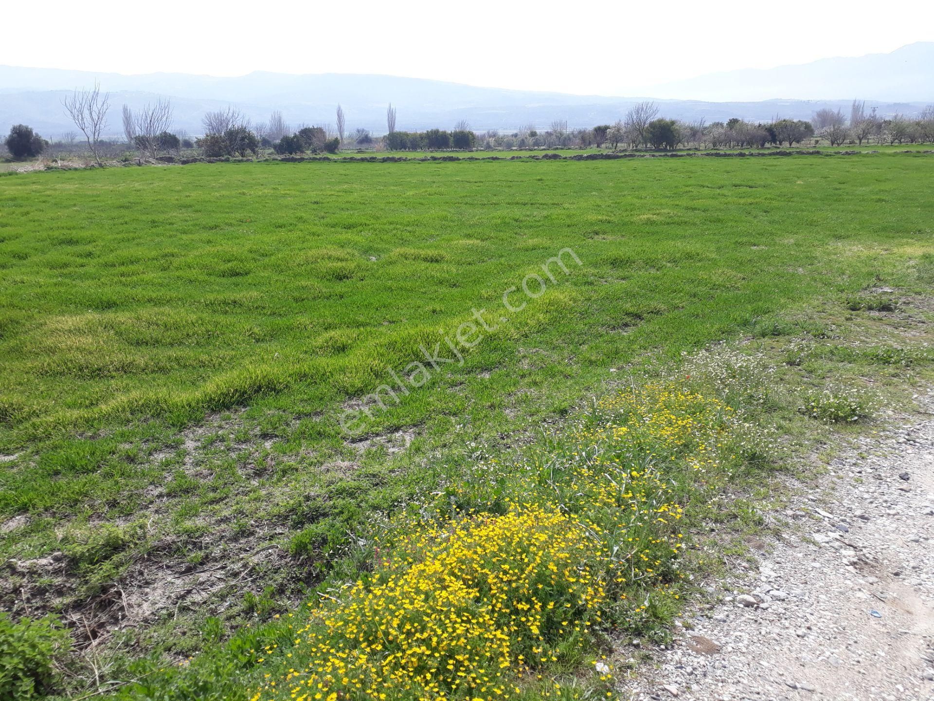 Kuyucak Horsunlu Mahallesin De Asfalt Cepheli Satılık Bahçe - Görsel 19