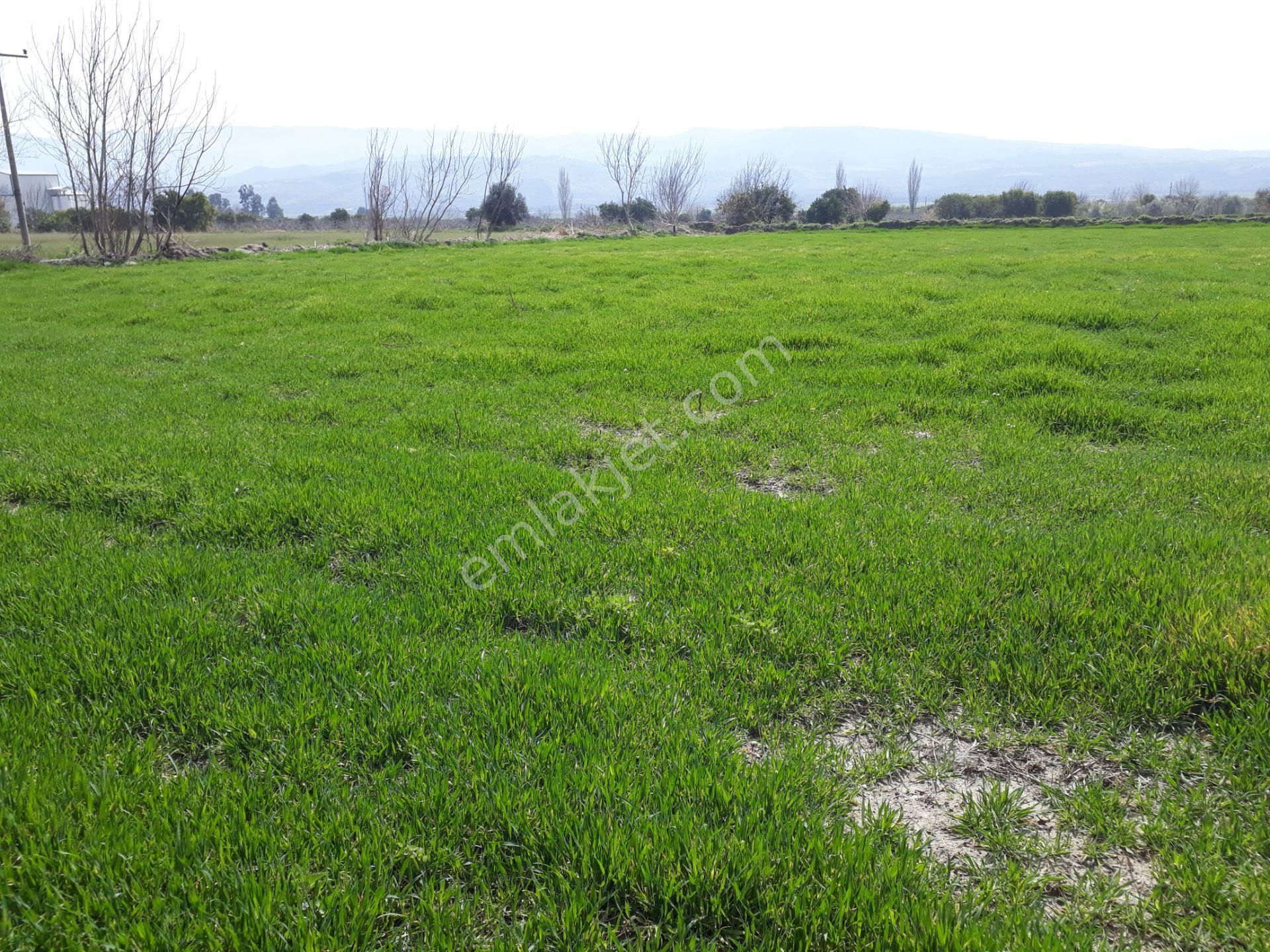 Kuyucak Horsunlu Mahallesin De Asfalt Cepheli Satılık Bahçe - Görsel 10