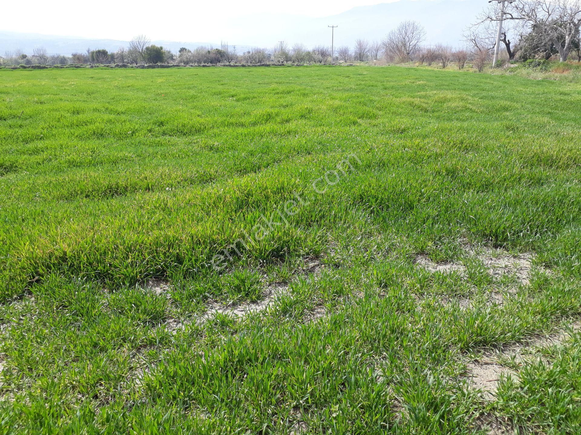 Kuyucak Horsunlu Mahallesin De Asfalt Cepheli Satılık Bahçe - Görsel 2