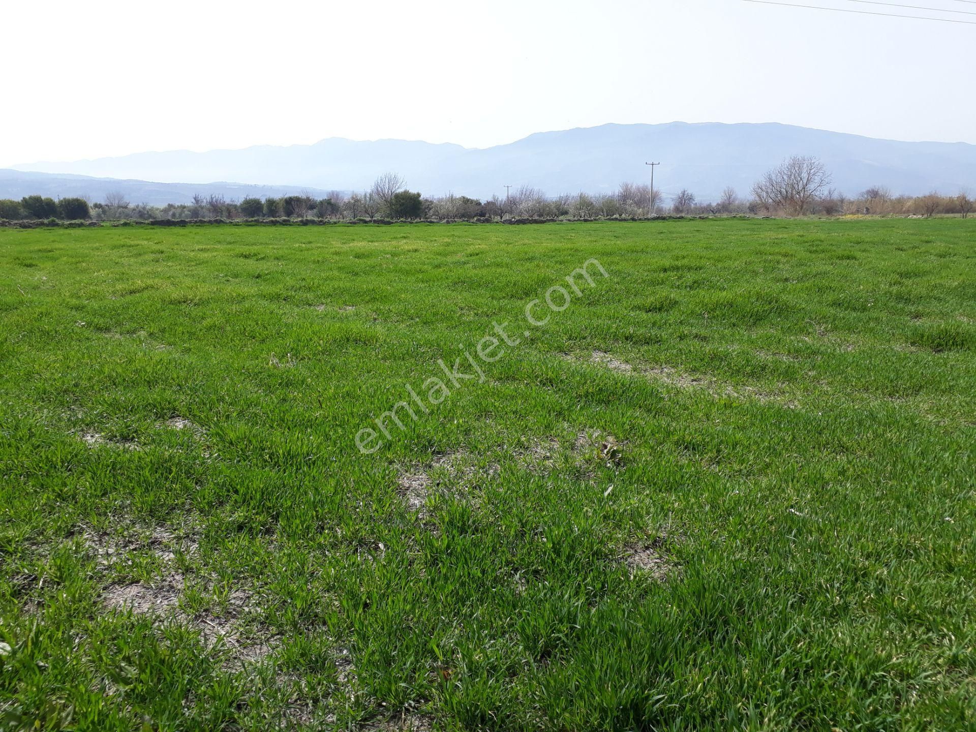Kuyucak Horsunlu Mahallesin De Asfalt Cepheli Satılık Bahçe - Görsel 14