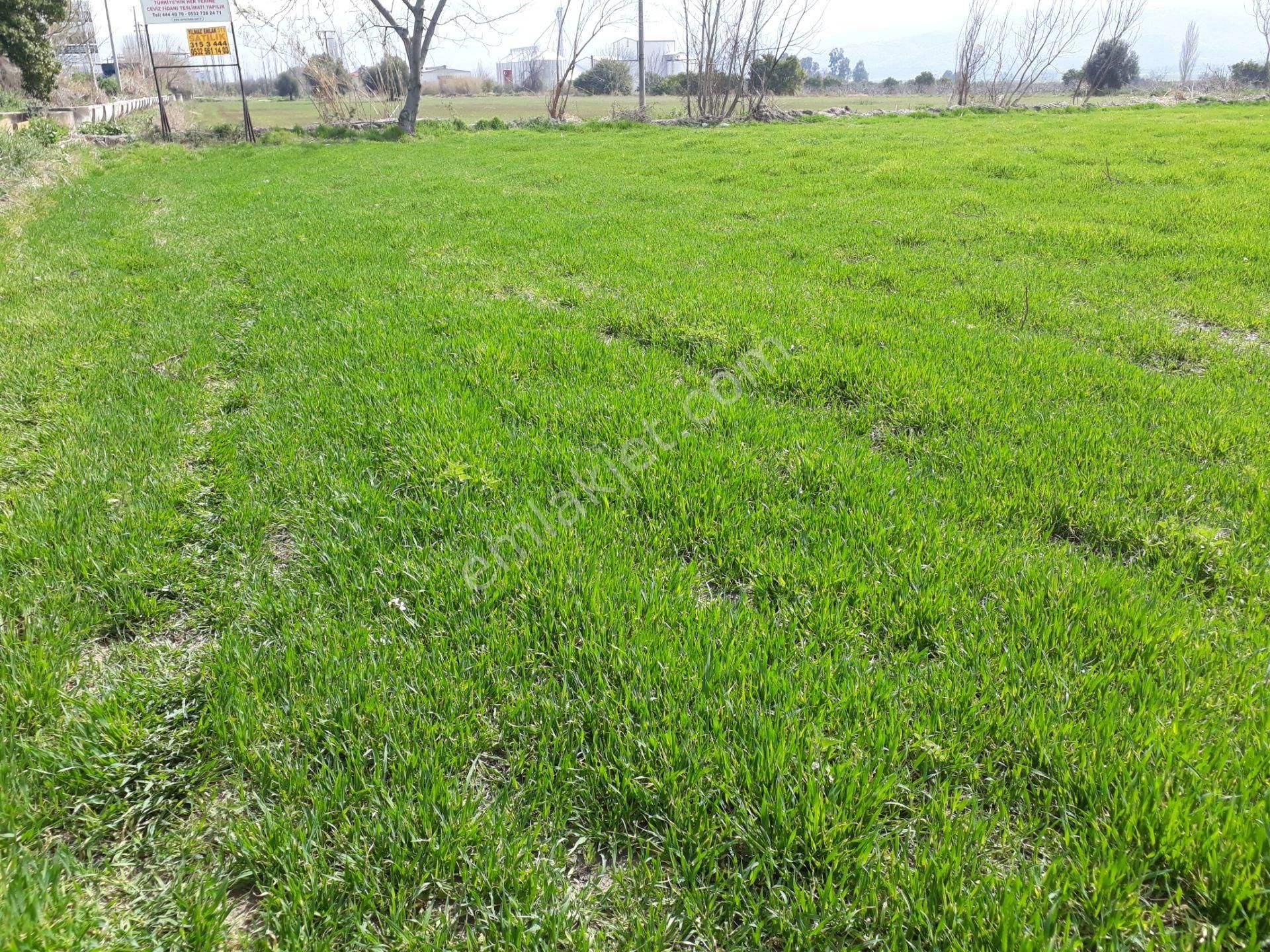 Kuyucak Horsunlu Mahallesin De Asfalt Cepheli Satılık Bahçe - Görsel 6