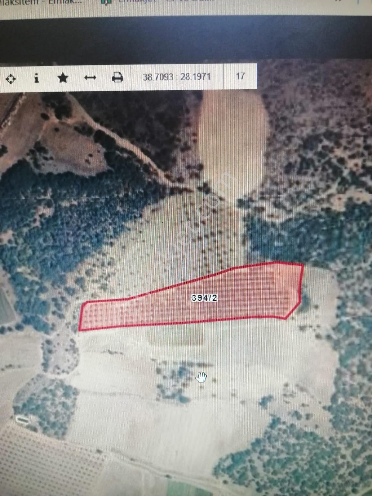 Manisa Slihli'de Satılık Zeytinlik Hacıhıdır Mah. - Görsel 2