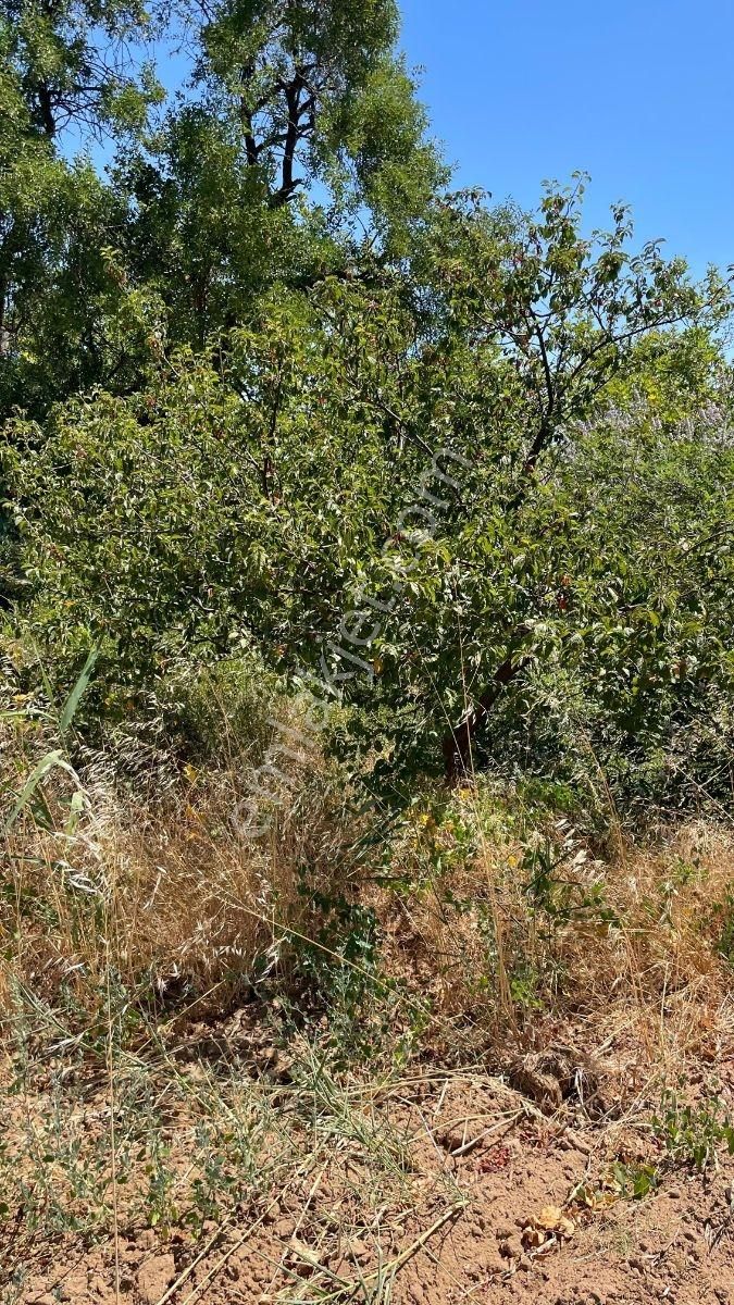 Kazdağlarında Oksijen Deposu Şahane Meyvelik - Görsel 10