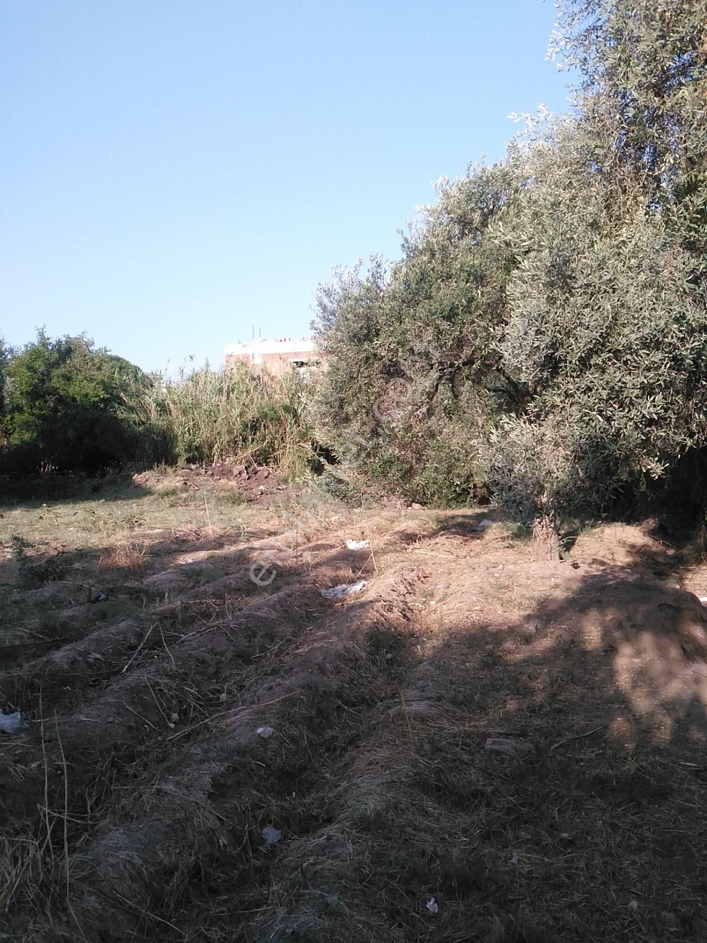 632 Ocaklı (yıldıztepe) Mahallesi Arasında Satılık Arsa - Görsel 13