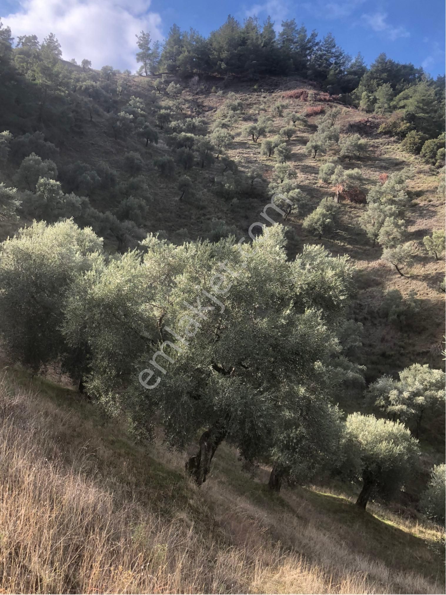 Satılık Zeytinlik - Görsel 5
