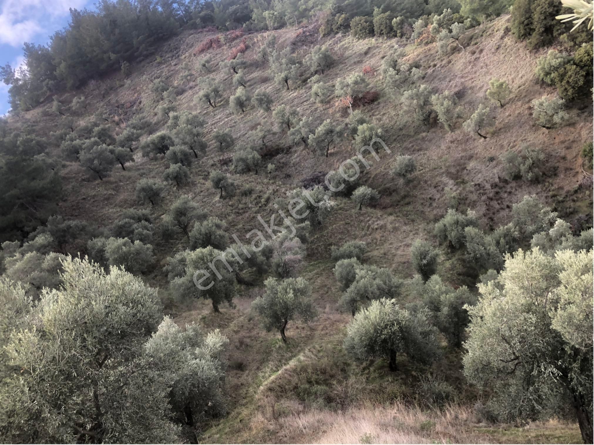 Satılık Zeytinlik - Görsel 2