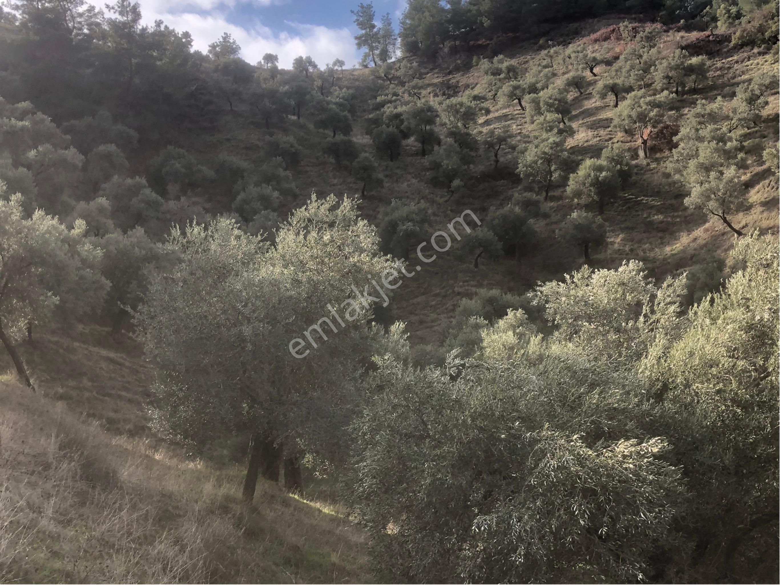 Satılık Zeytinlik - Görsel 4