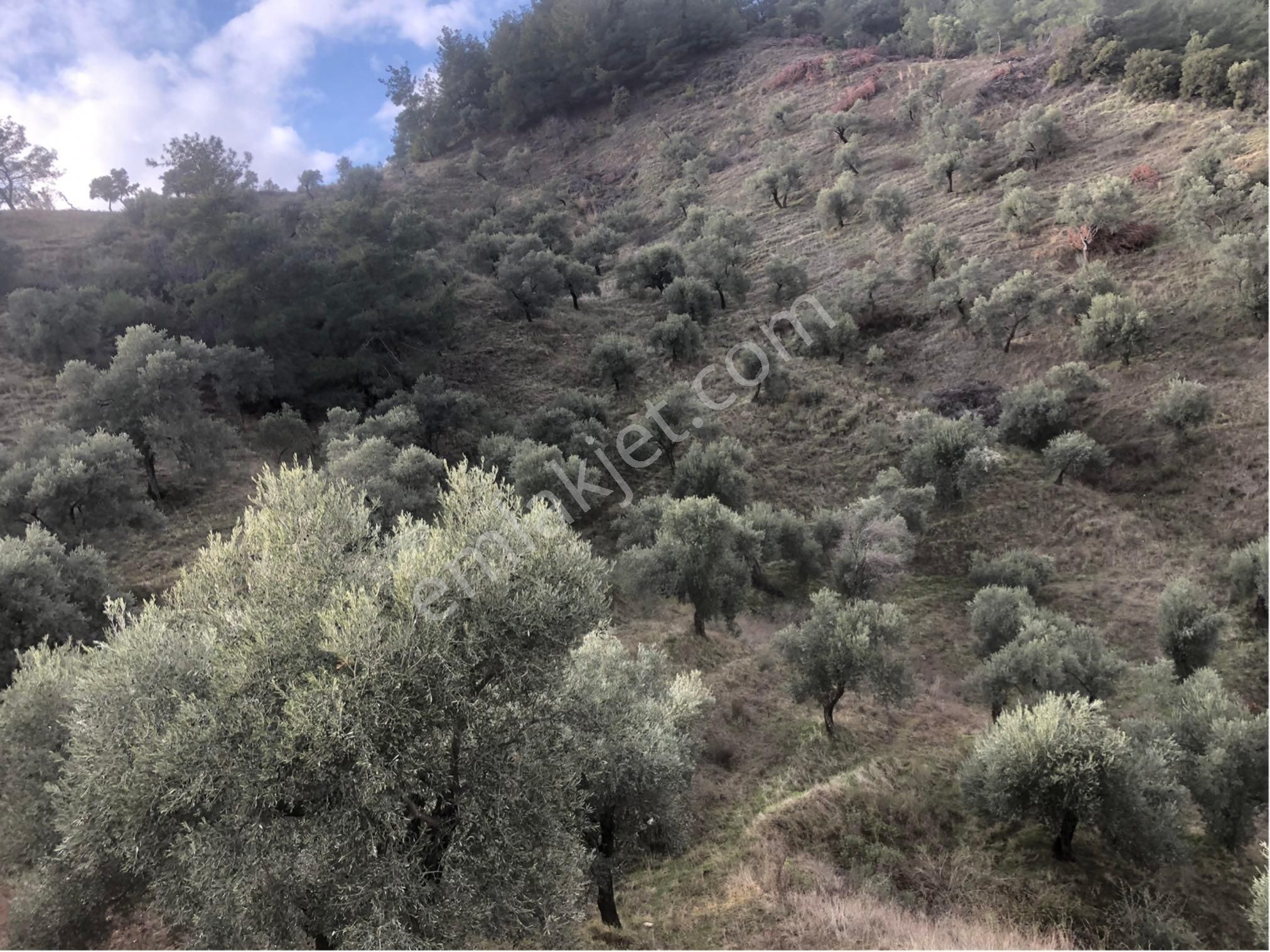 Satılık Zeytinlik - Görsel 3