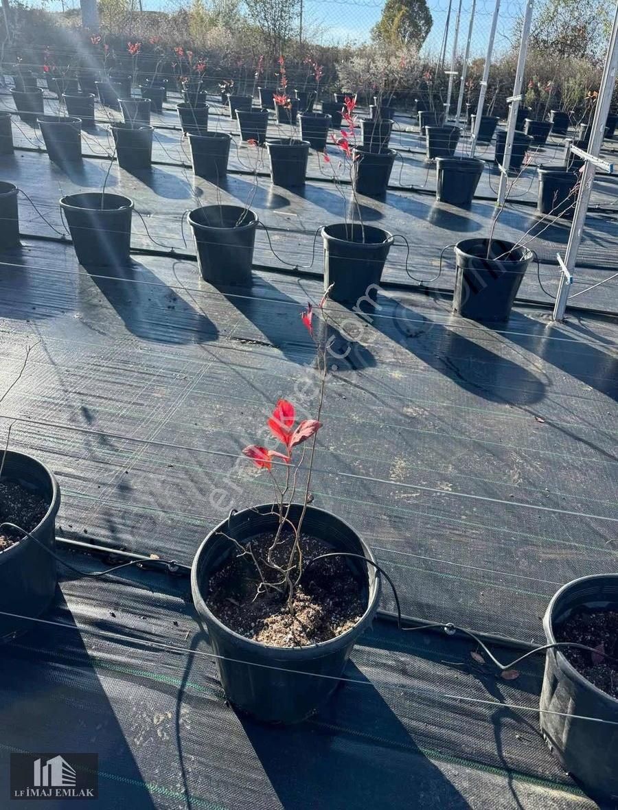 Bursa İnegöl Tekkeköy De 37.984 M2 Çiftlik 400 M Asfalta Cepheli - Görsel 2