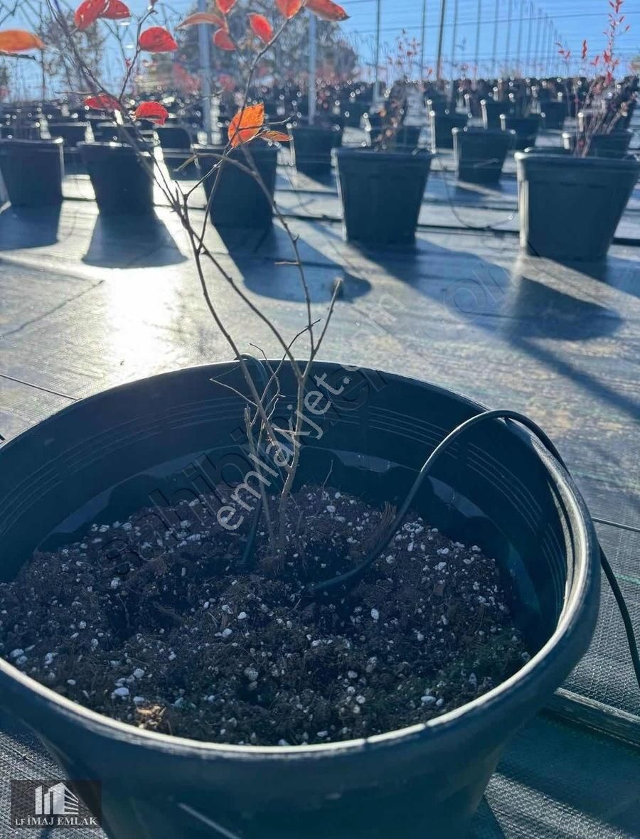 Bursa İnegöl Tekkeköy De 37.984 M2 Çiftlik 400 M Asfalta Cepheli - Görsel 12