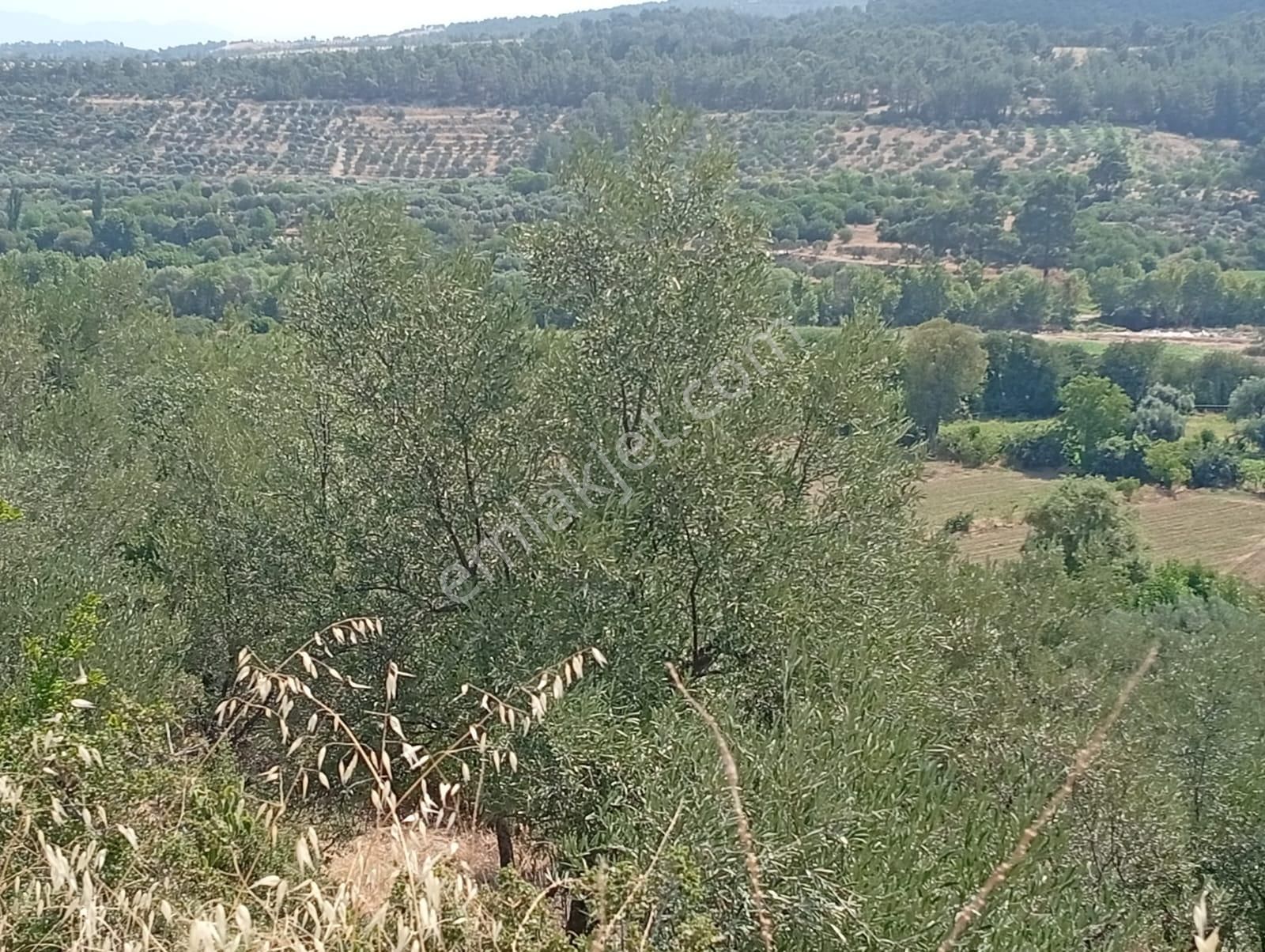 Karacasu Yenice Asfalt Yol Kenarı Zeytinlik 7.238 M2 - Görsel 15