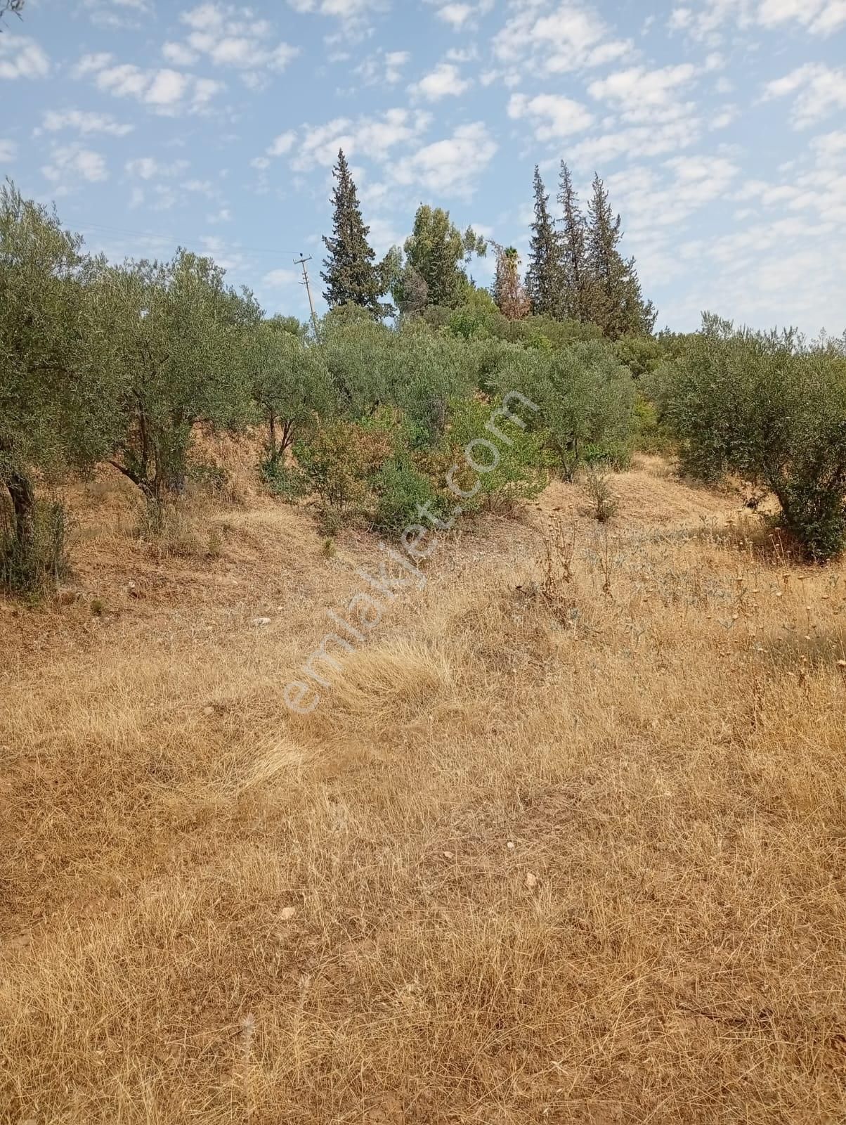 Karacasu Yenice Asfalt Yol Kenarı Zeytinlik 7.238 M2 - Görsel 18