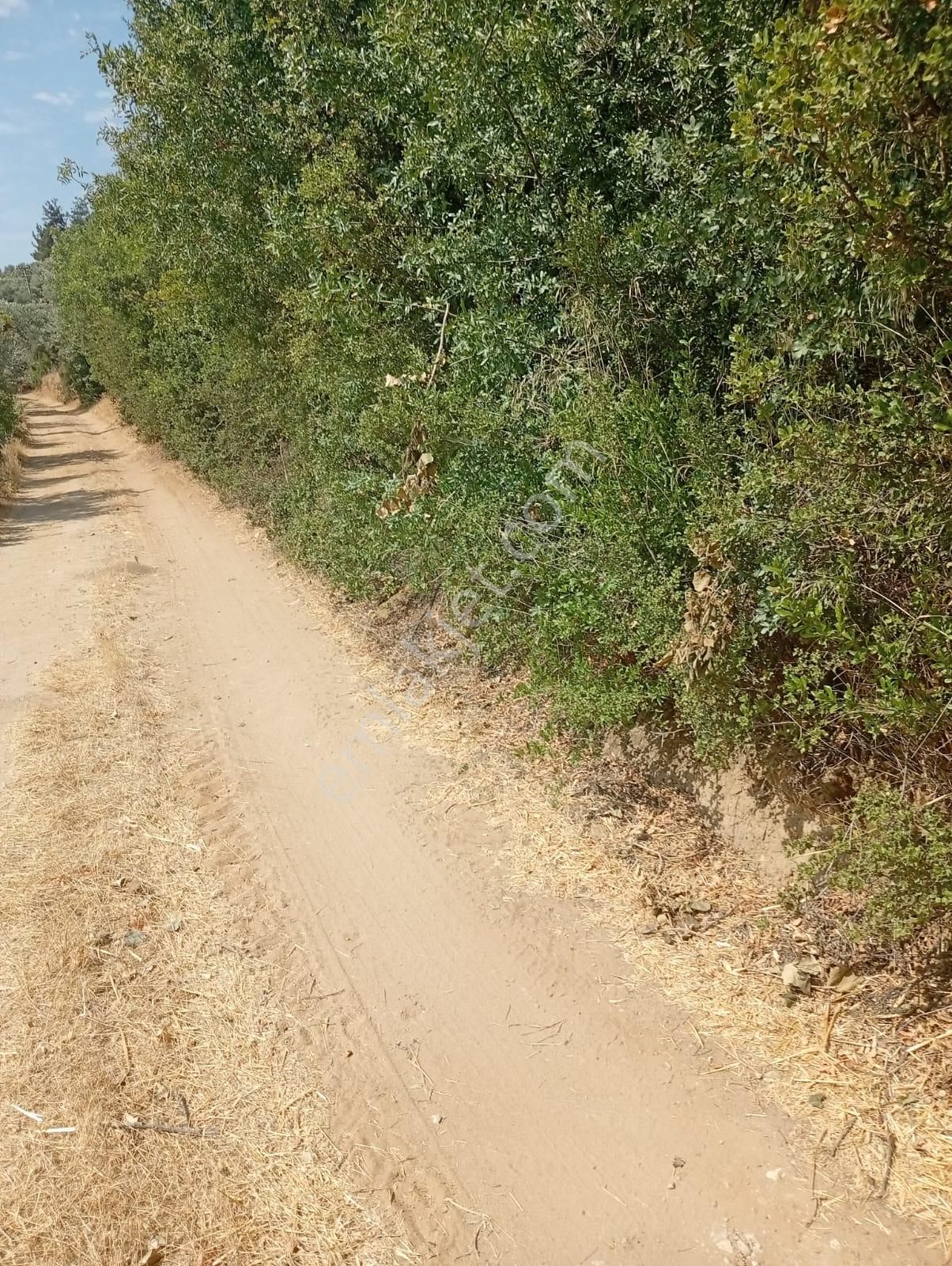 Karacasu Yenice Asfalt Yol Kenarı Zeytinlik 7.238 M2 - Görsel 10