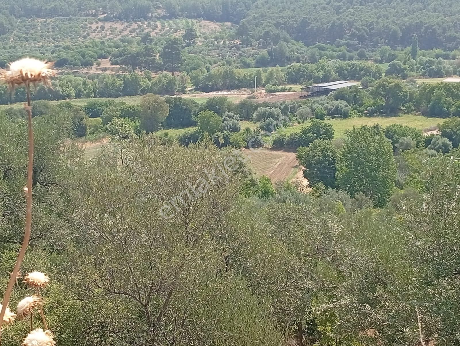 Karacasu Yenice Asfalt Yol Kenarı Zeytinlik 7.238 M2 - Görsel 7