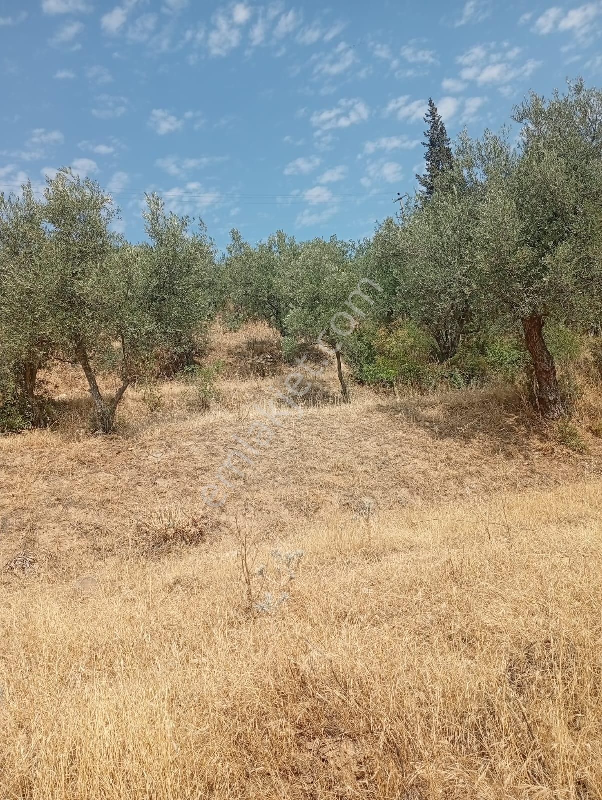 Karacasu Yenice Asfalt Yol Kenarı Zeytinlik 7.238 M2 - Görsel 5