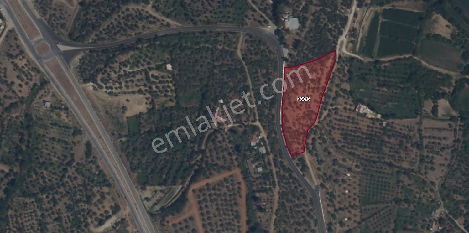 Karacasu Yenice Asfalt Yol Kenarı Zeytinlik 7.238 M2 - Görsel 2
